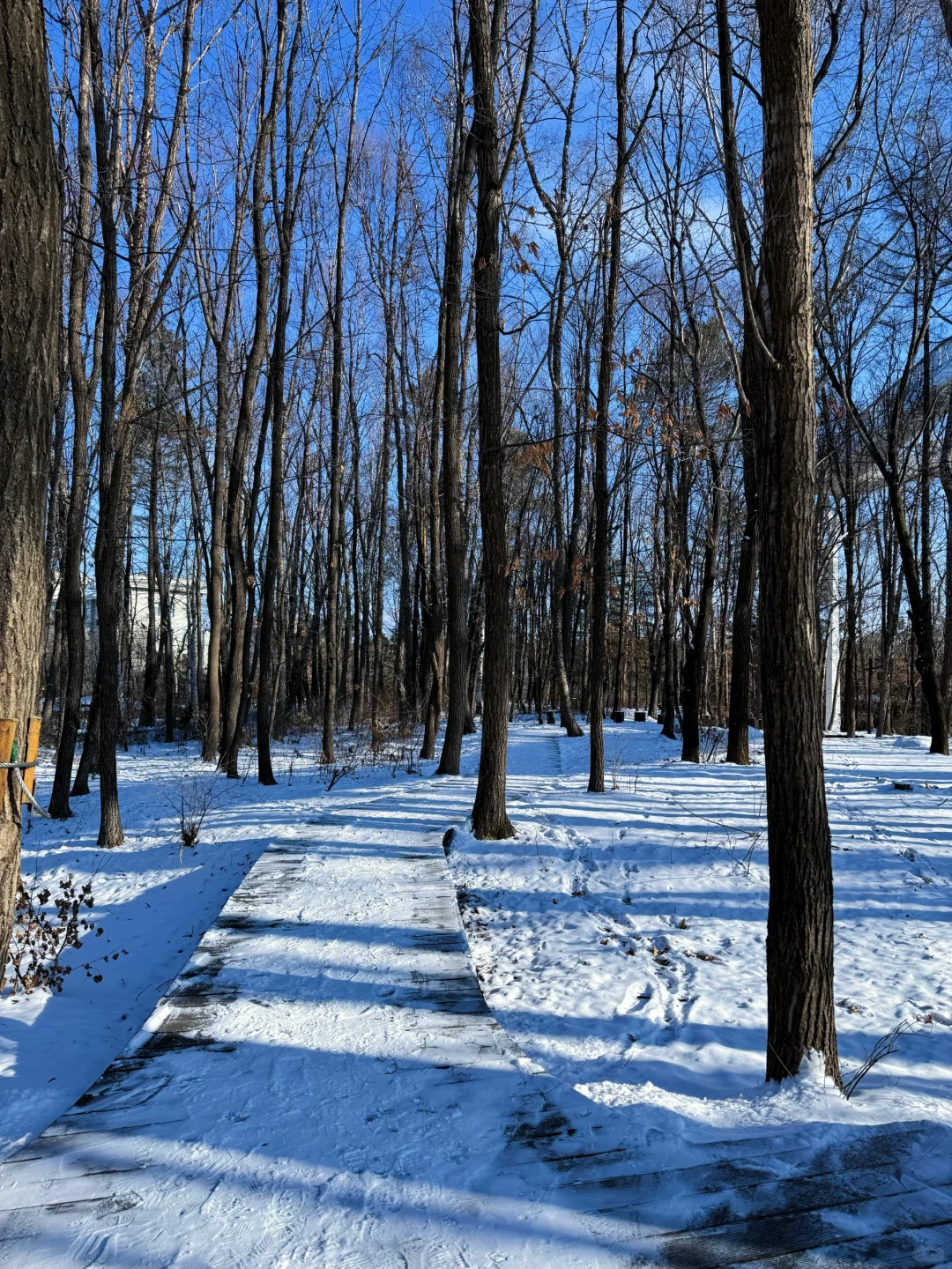 长白山大惊喜❗️二道白河镇免费景点一日游❗️