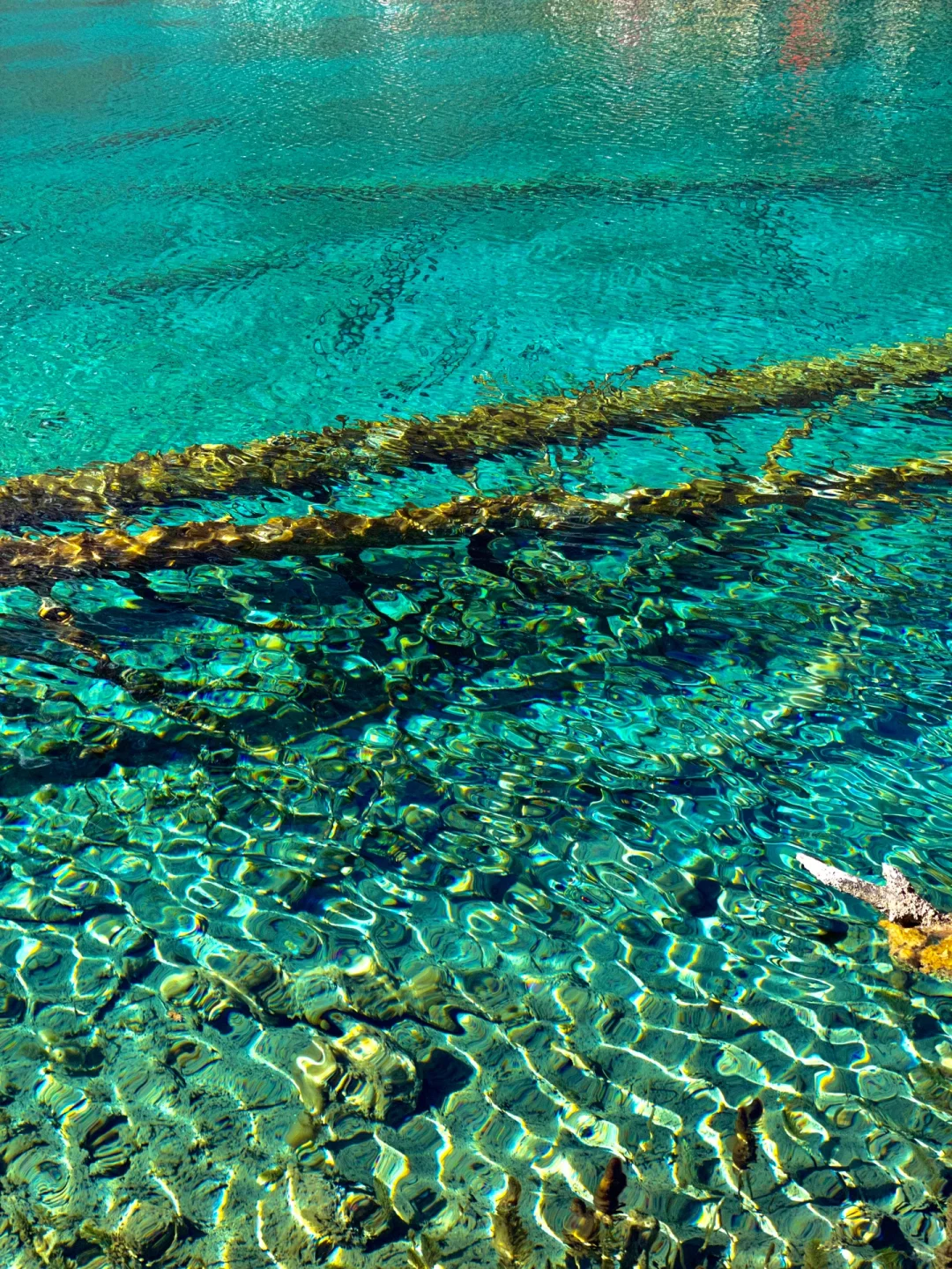 大年初一！我被九寨沟和水獭🦦美得睡不着！！