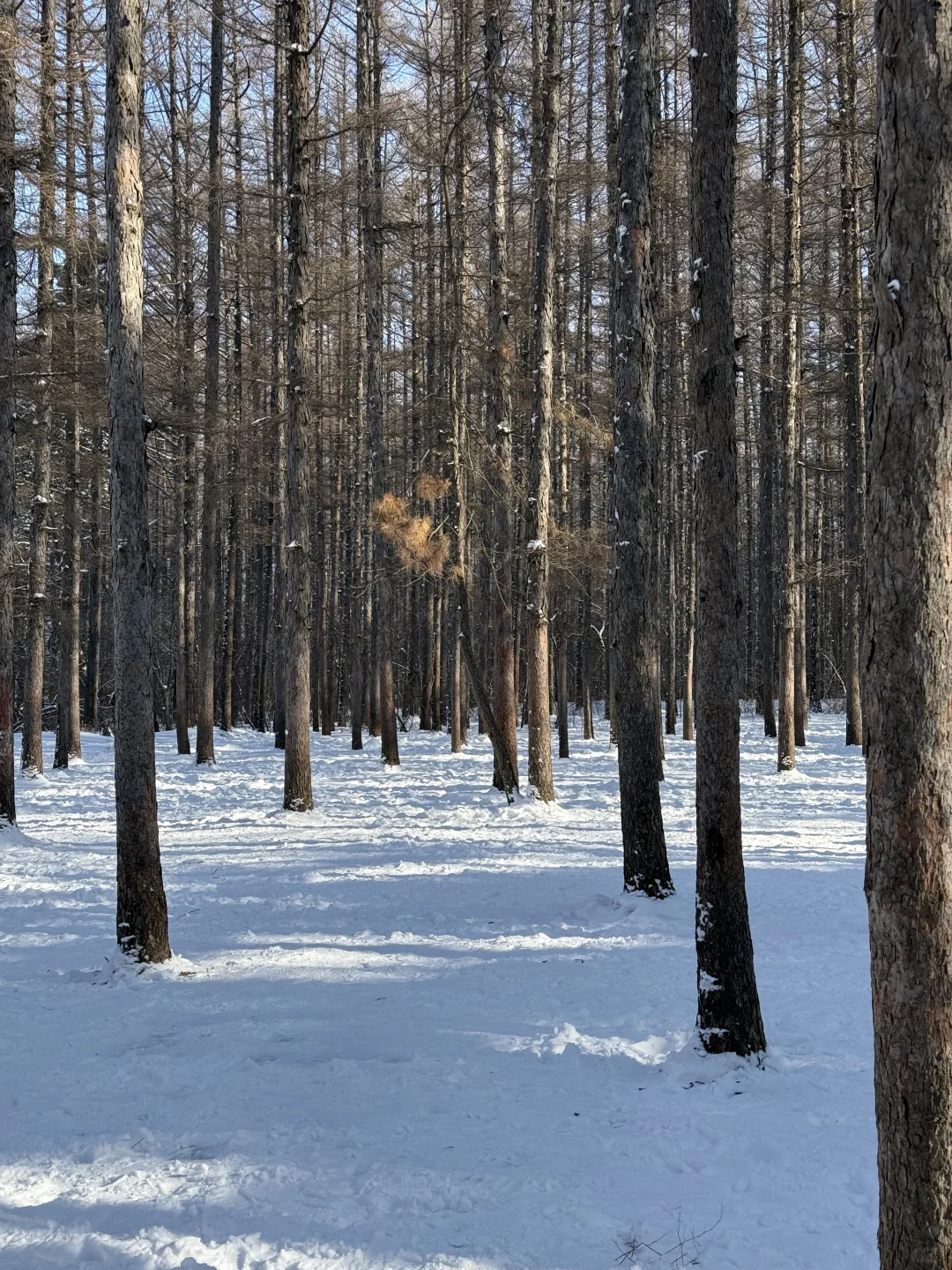 净月潭2025冬季最新游玩攻略❗️