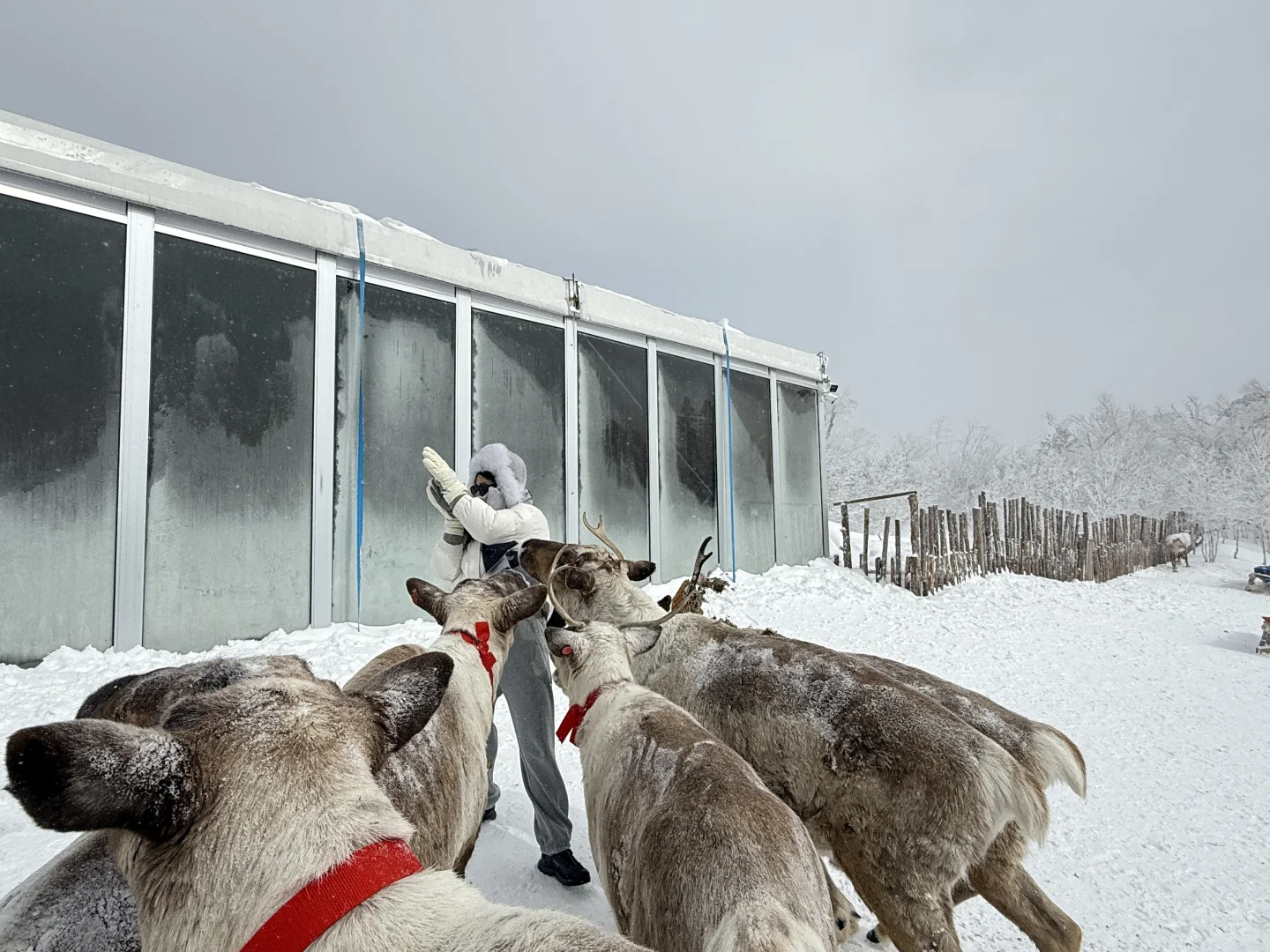 雪岭来了❗️被狠狠收拾了❗️❗️