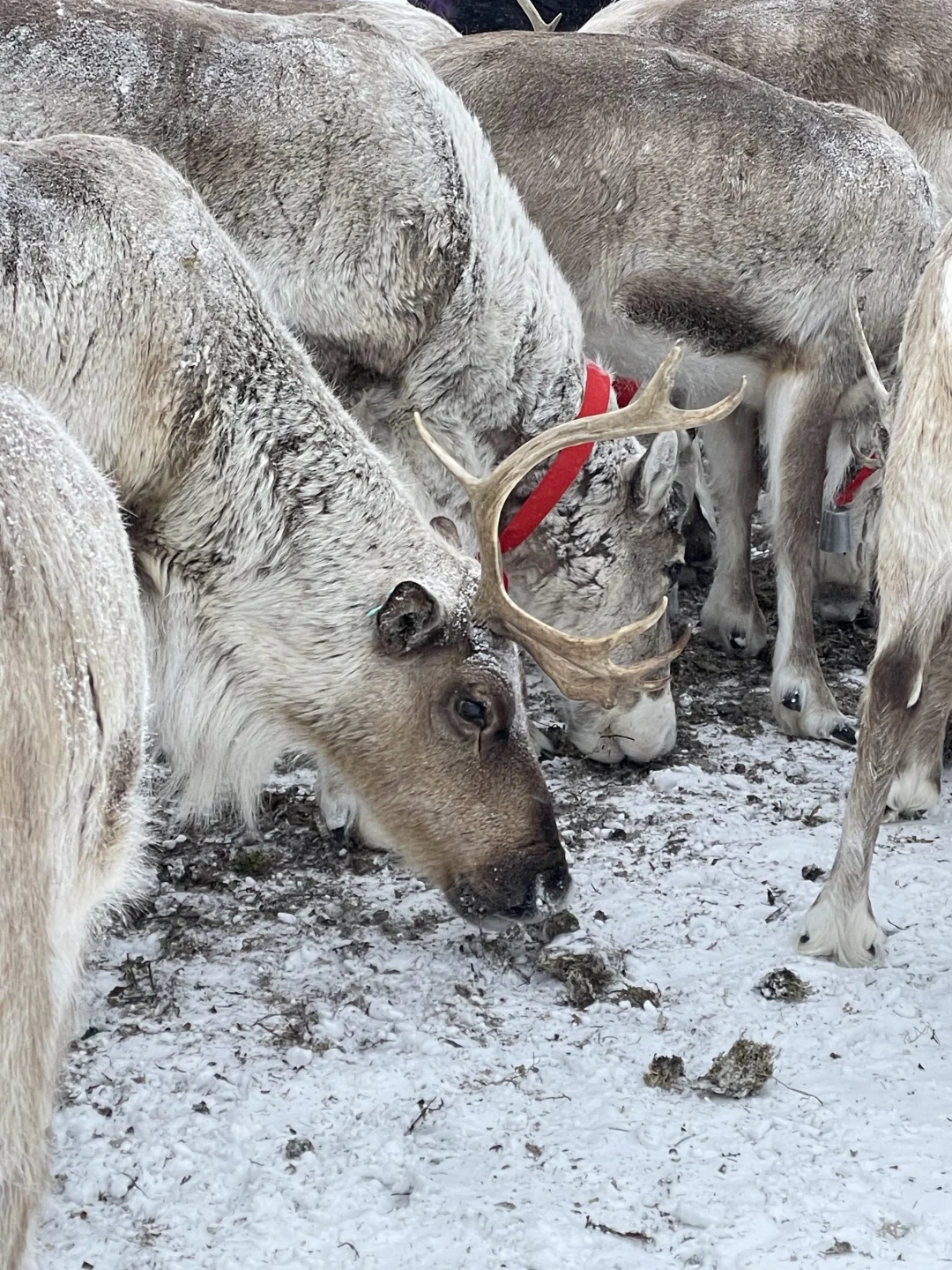 雪岭来了❗️被狠狠收拾了❗️❗️