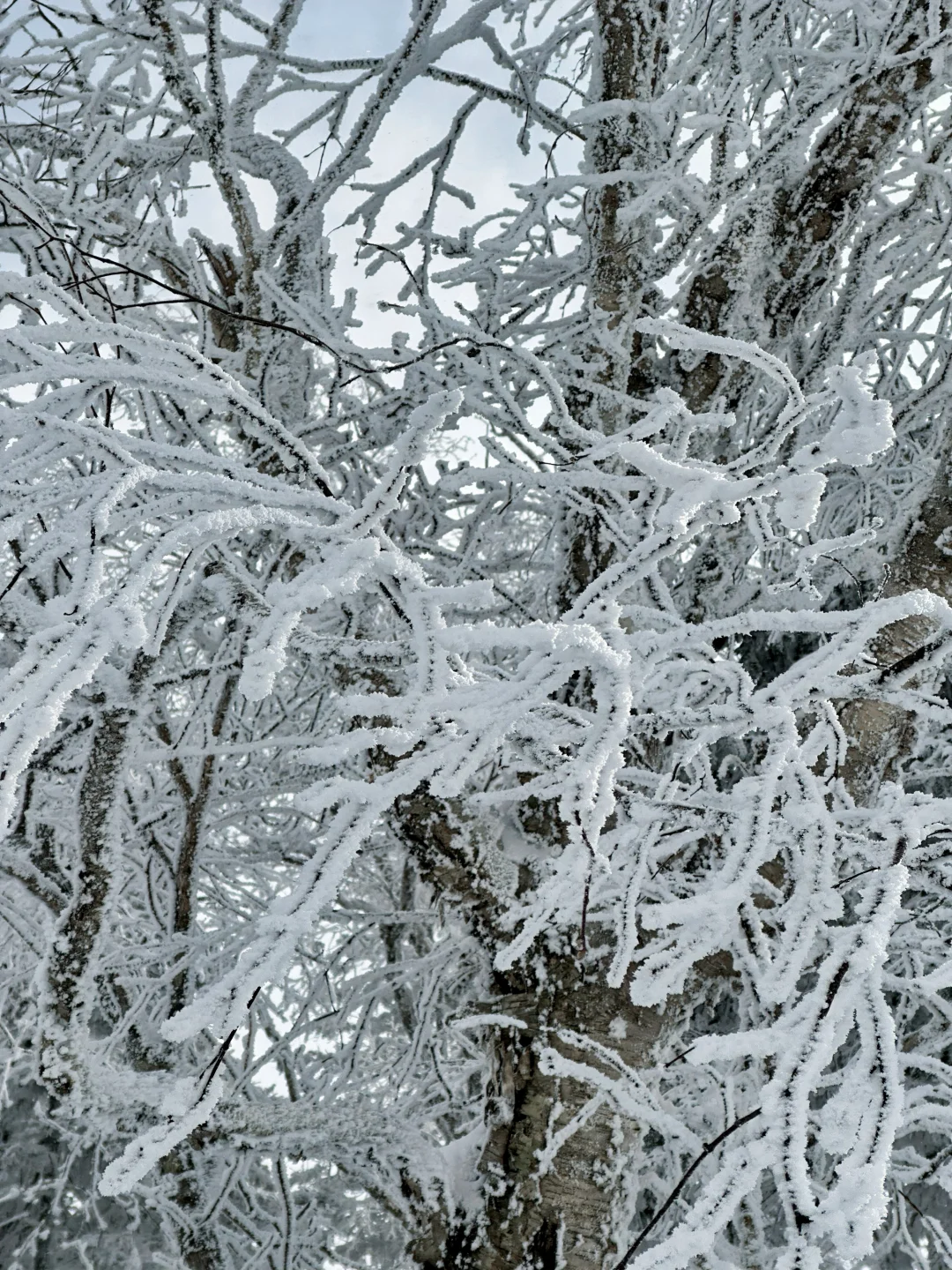 雪岭来了❗️被狠狠收拾了❗️❗️
