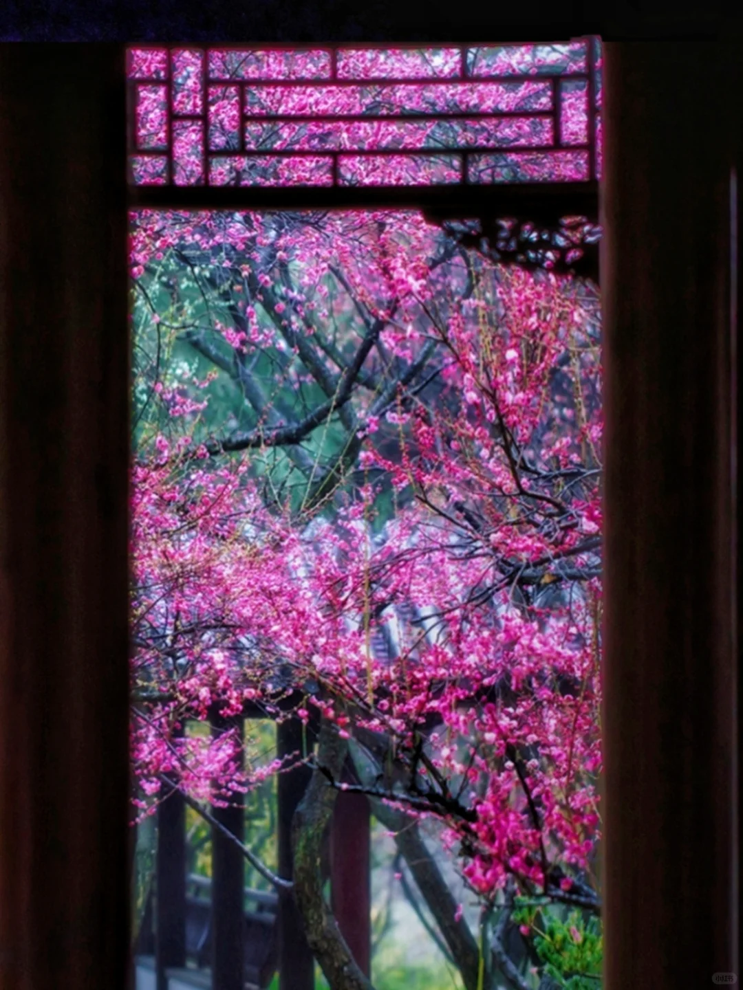 南京这里即将被挤爆！南京梅花天花板‼️