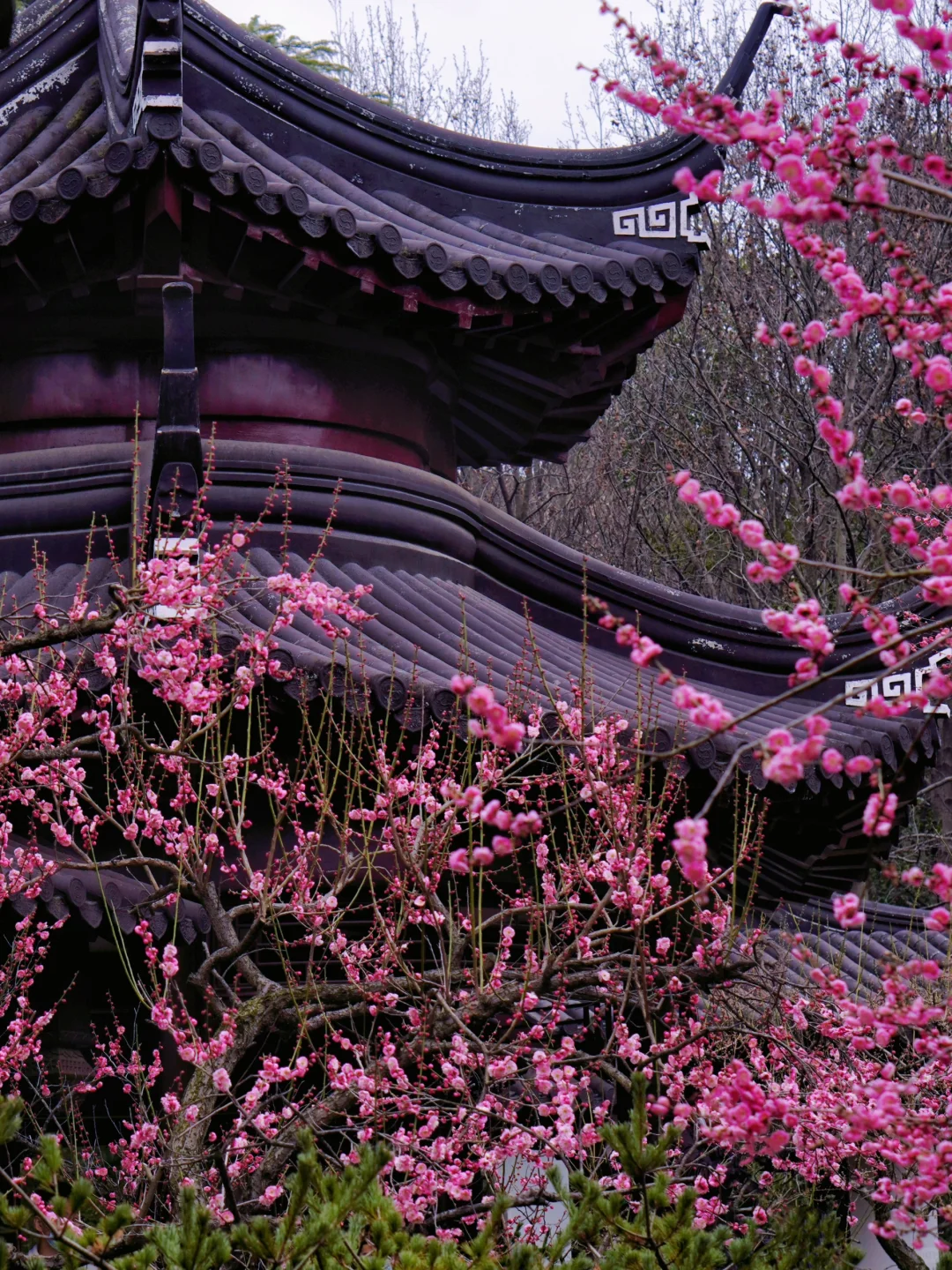 南京这里即将被挤爆！南京梅花天花板‼️