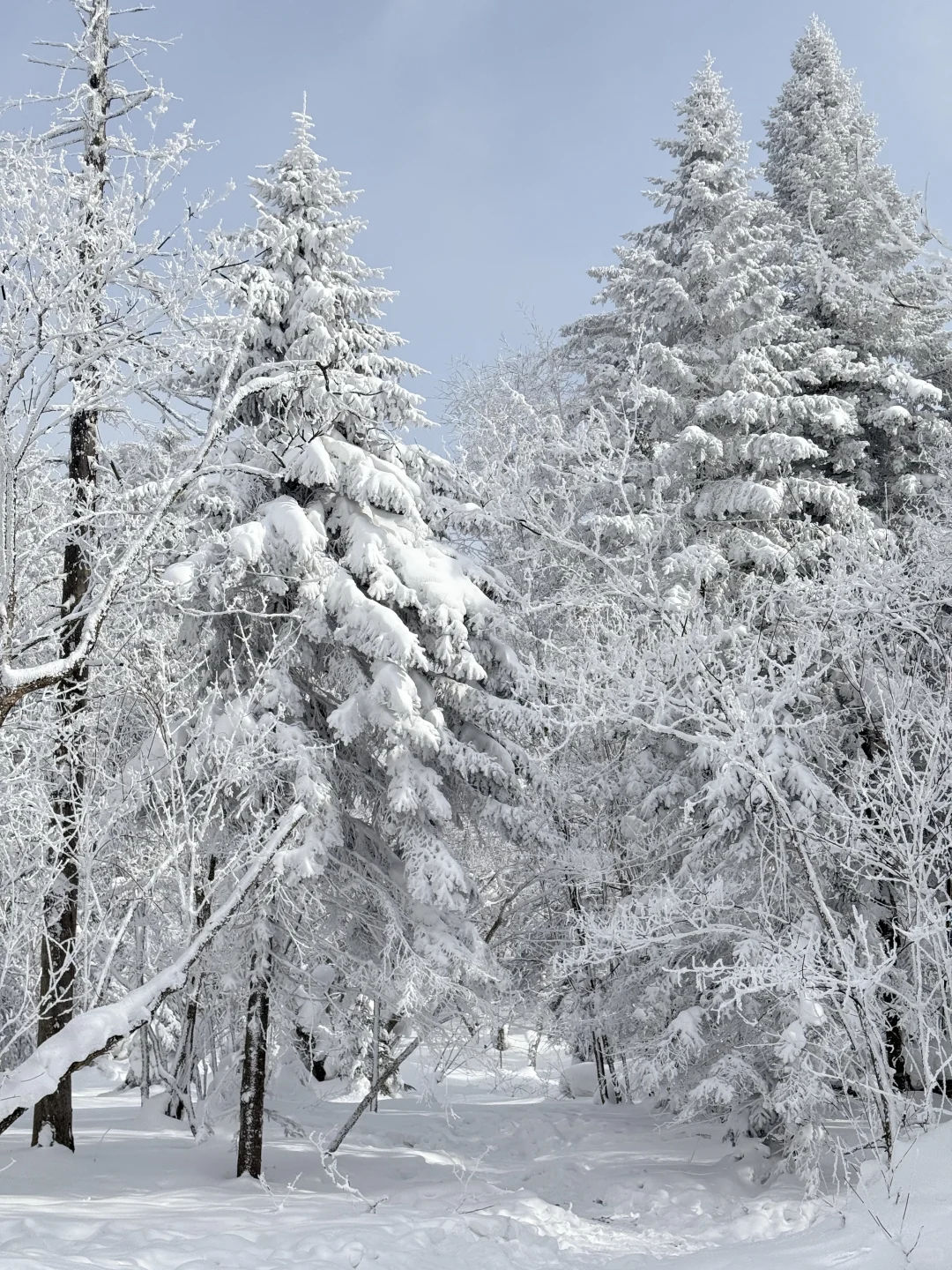 雪岭来了❗️被狠狠收拾了❗️❗️