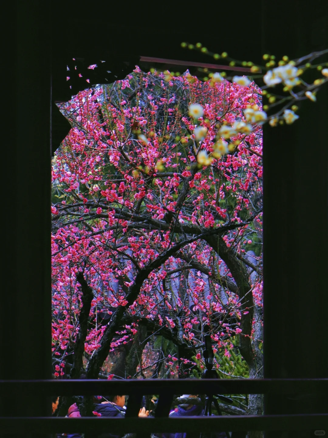 南京这里即将被挤爆！南京梅花天花板‼️