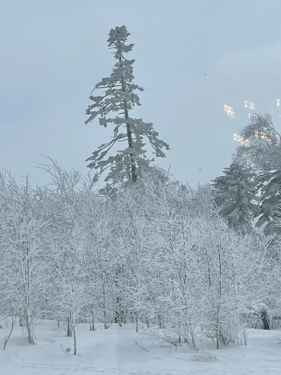 雪岭来了❗️被狠狠收拾了❗️❗️