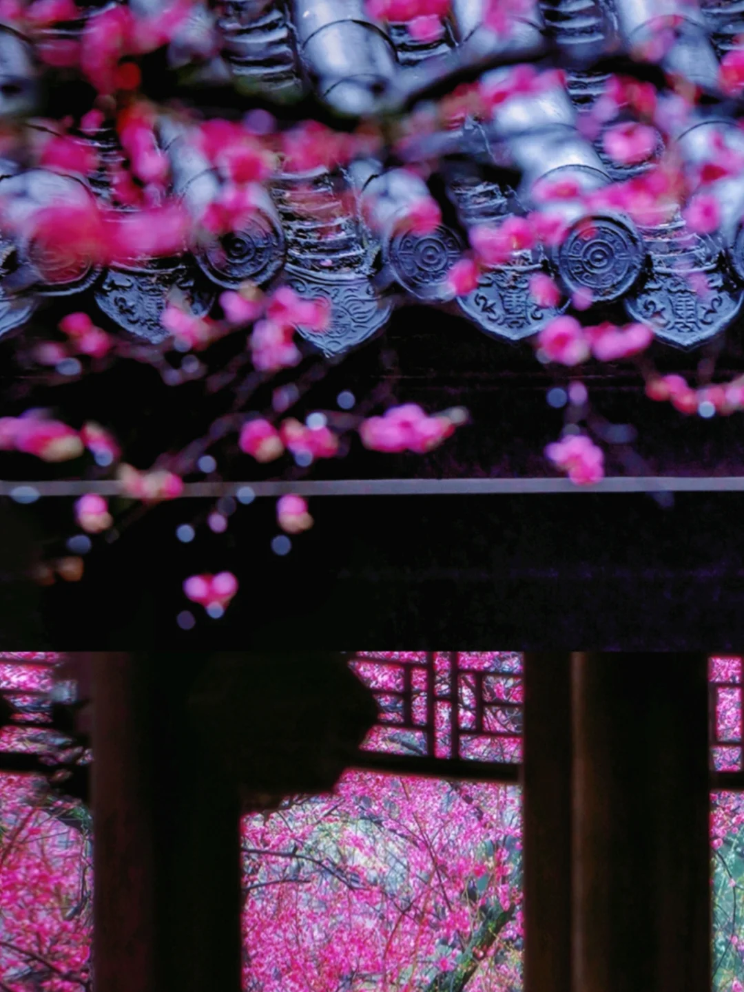 南京这里即将被挤爆！南京梅花天花板‼️