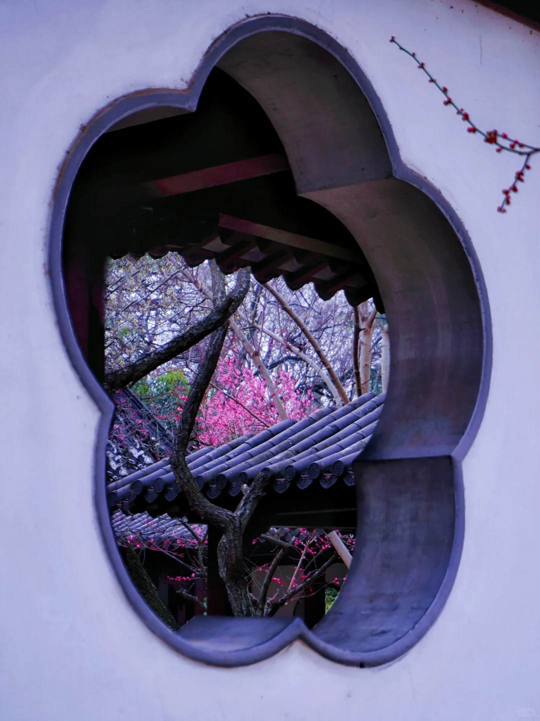 南京这里即将被挤爆！南京梅花天花板‼️