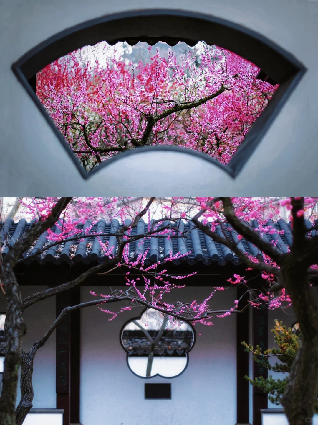 南京这里即将被挤爆！南京梅花天花板‼️