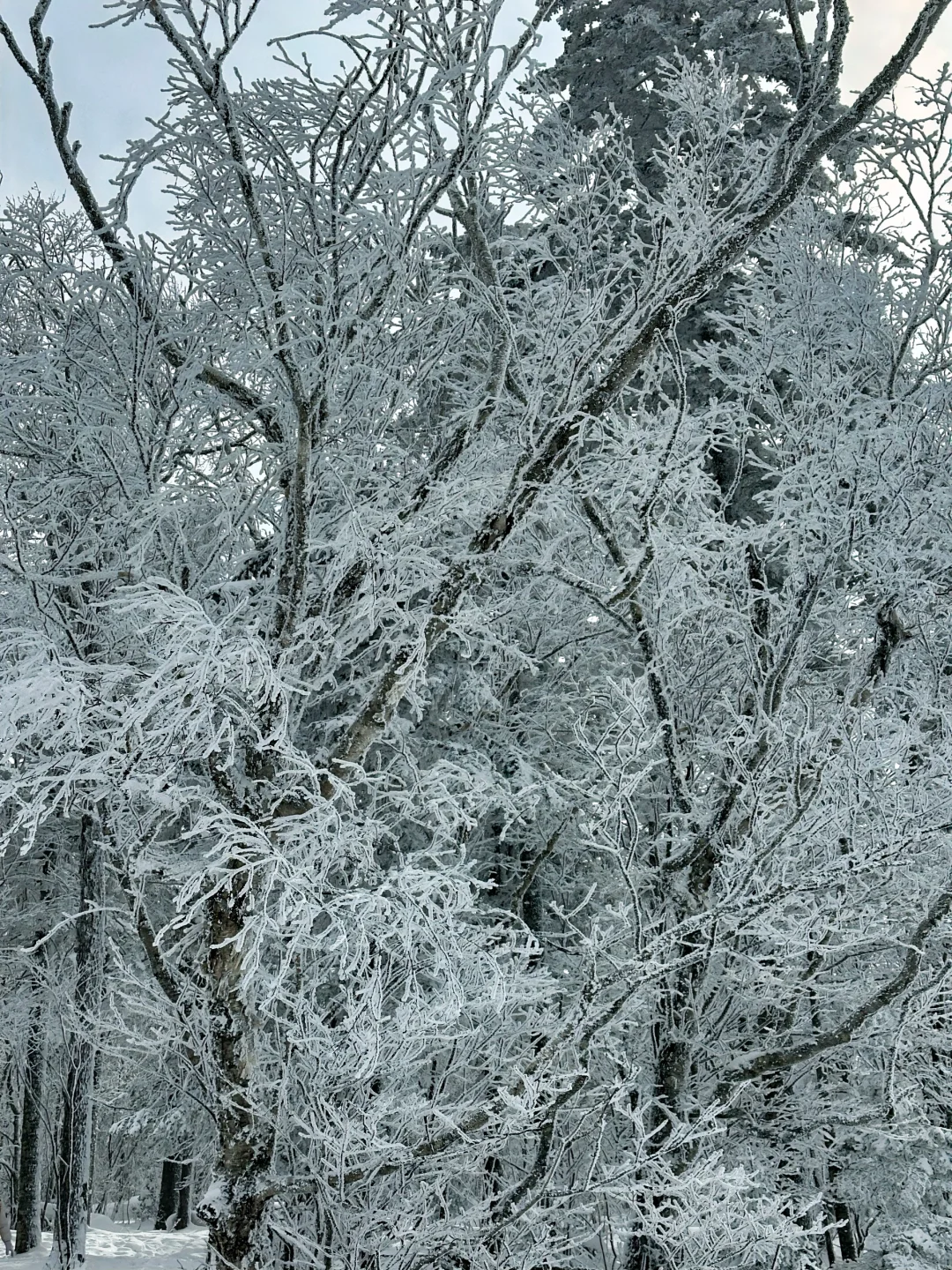 雪岭来了❗️被狠狠收拾了❗️❗️