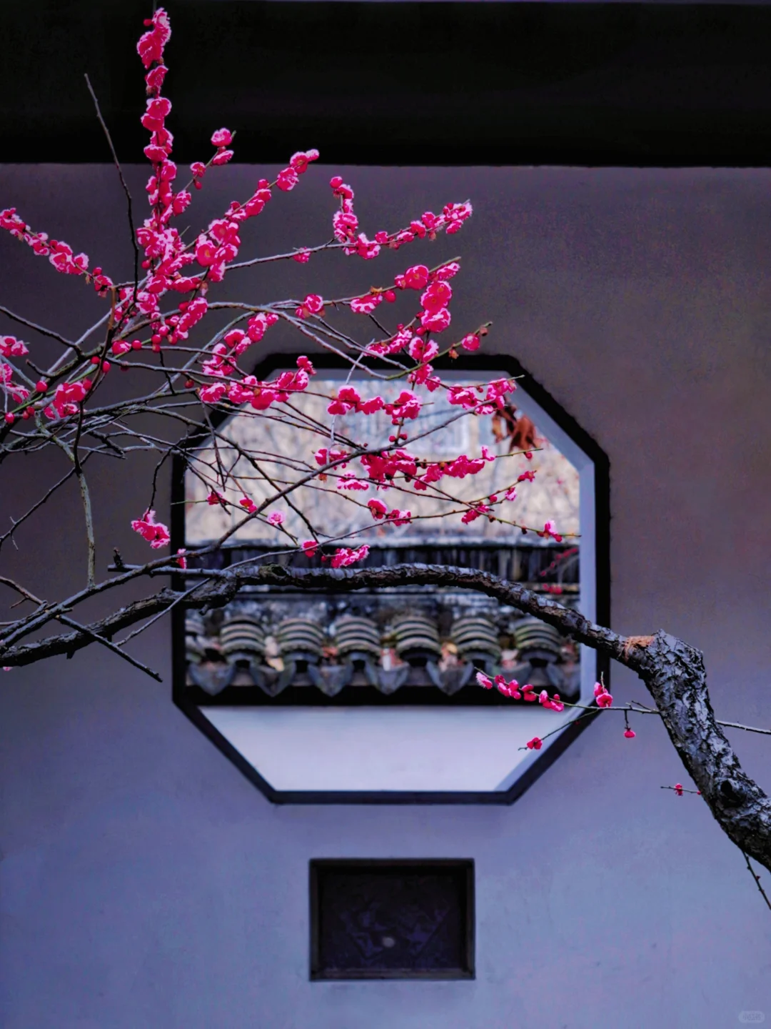 南京这里即将被挤爆！南京梅花天花板‼️