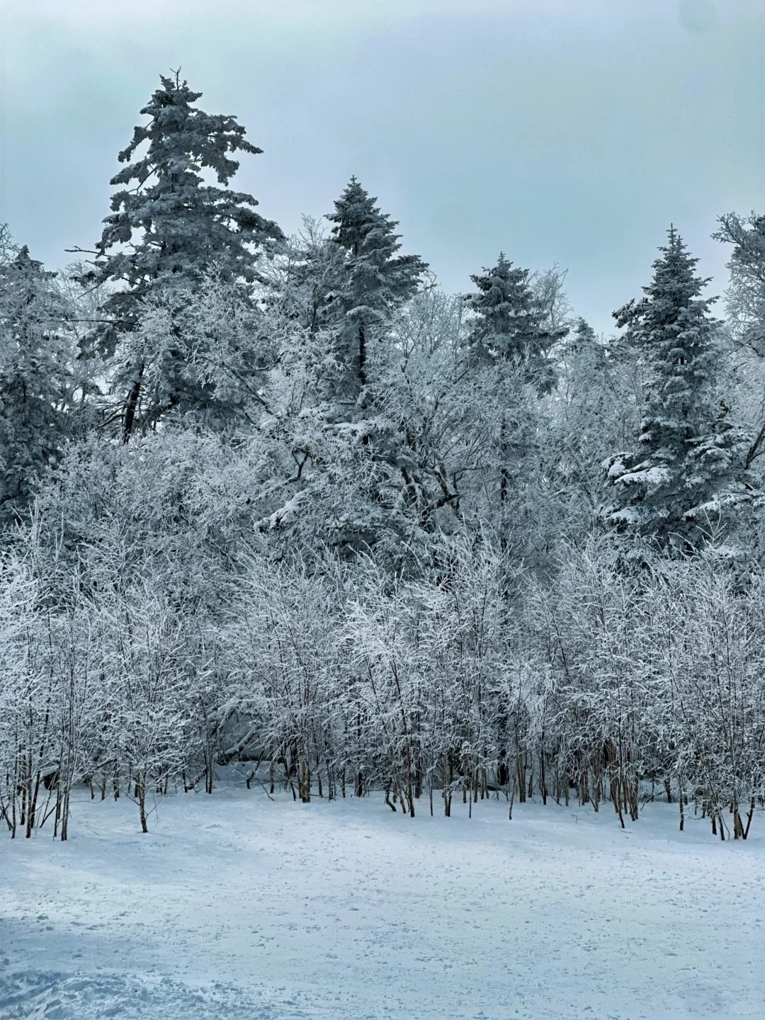 雪岭来了❗️被狠狠收拾了❗️❗️
