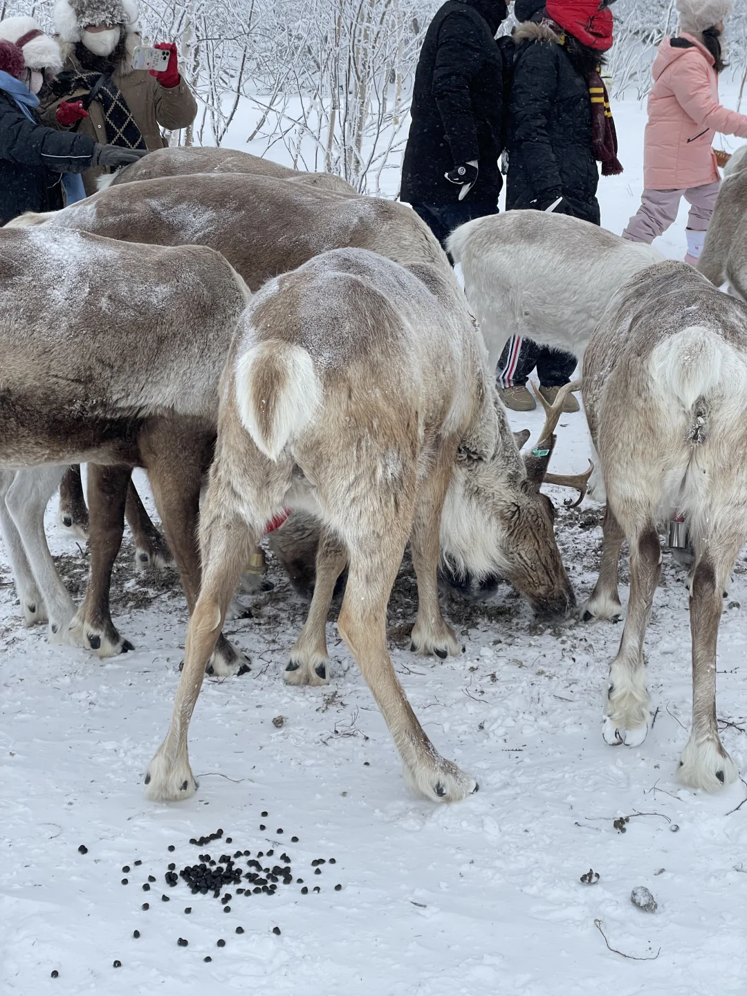 雪岭来了❗️被狠狠收拾了❗️❗️