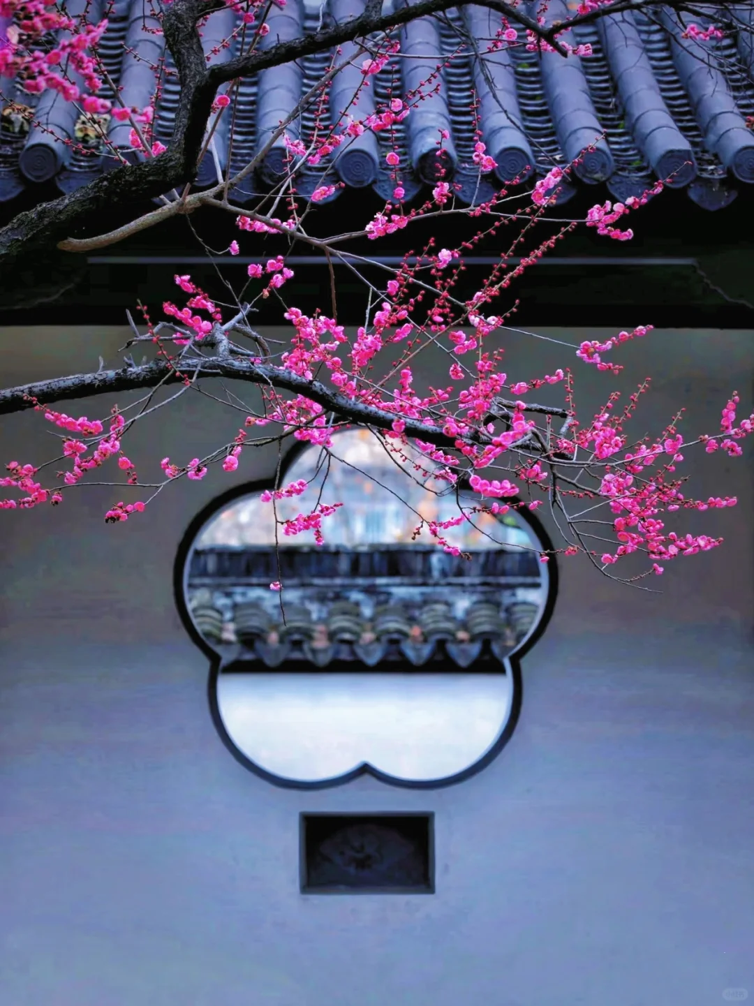 南京这里即将被挤爆！南京梅花天花板‼️