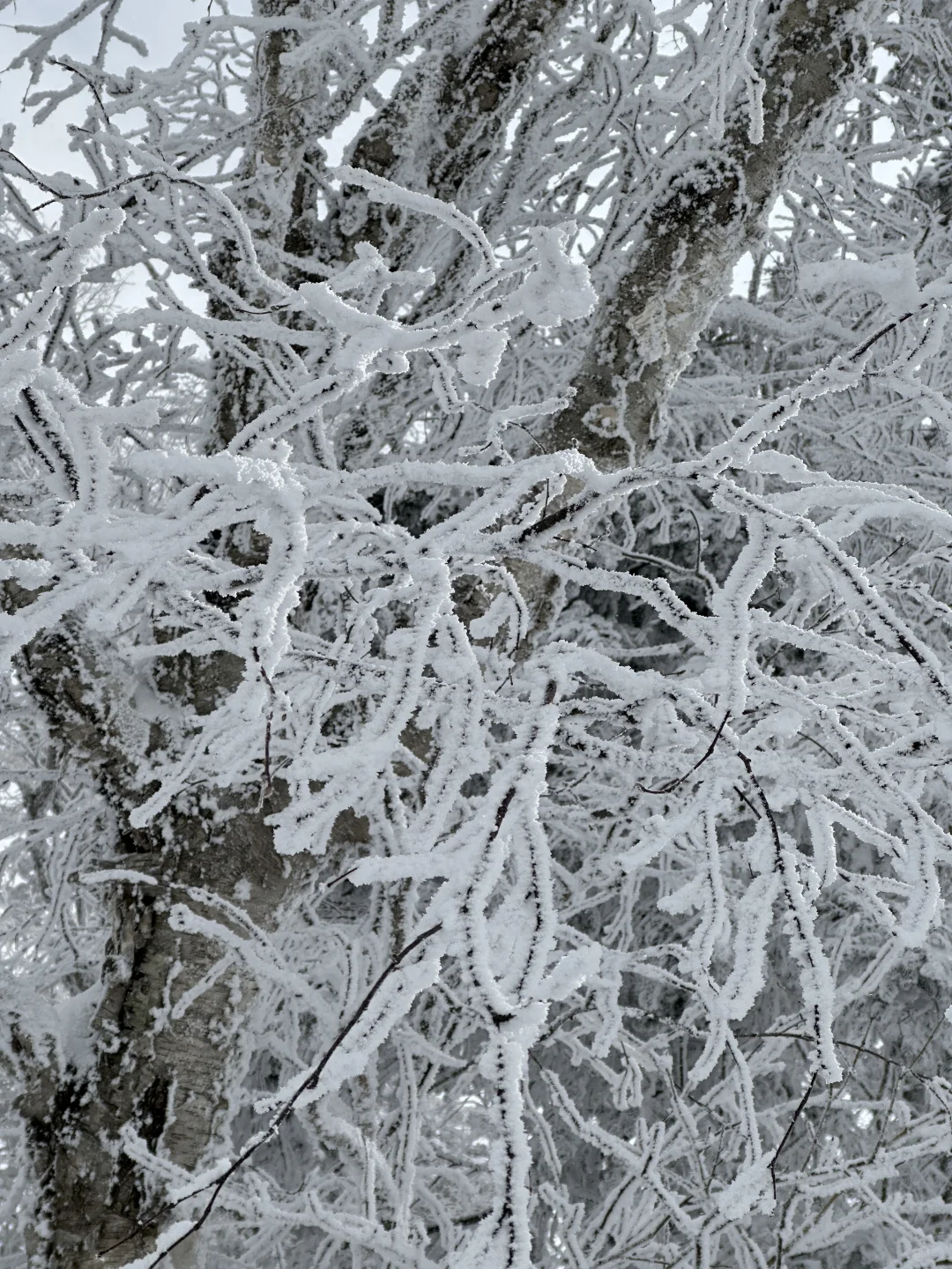 雪岭来了❗️被狠狠收拾了❗️❗️