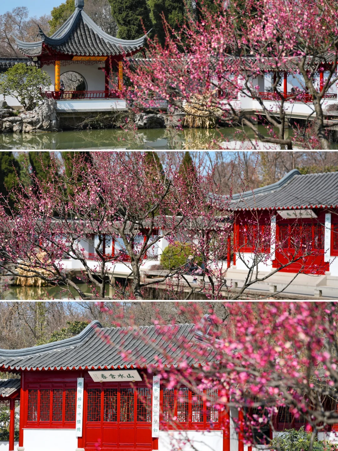 2.6实拍‼️上春山，南京梅花山景色将上线