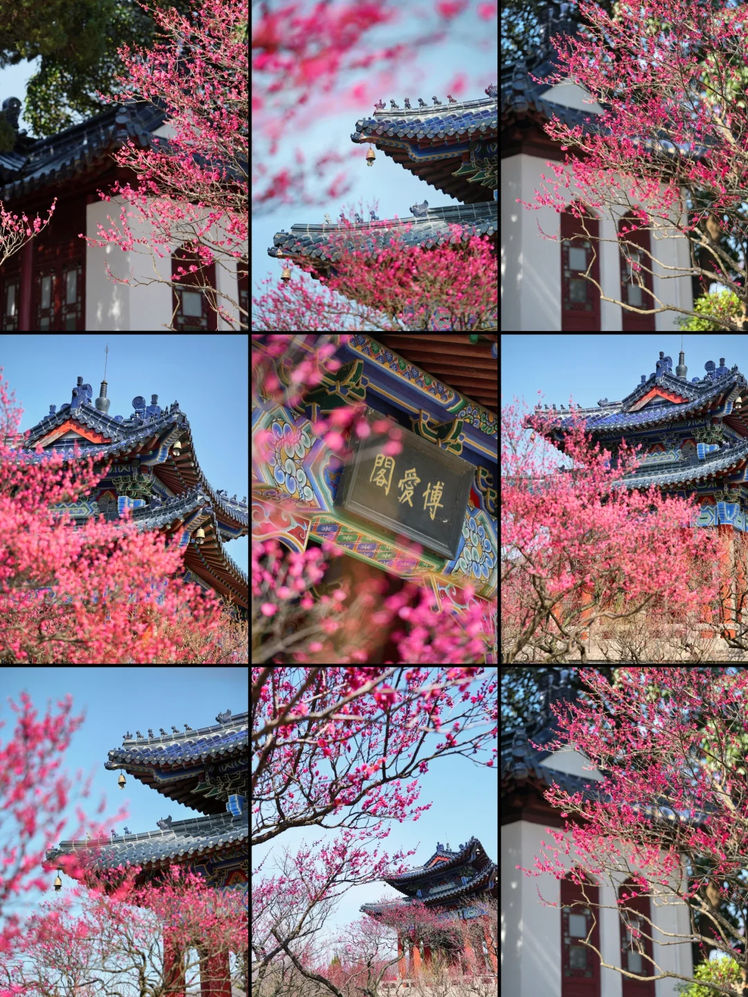 2.6实拍‼️上春山，南京梅花山景色将上线