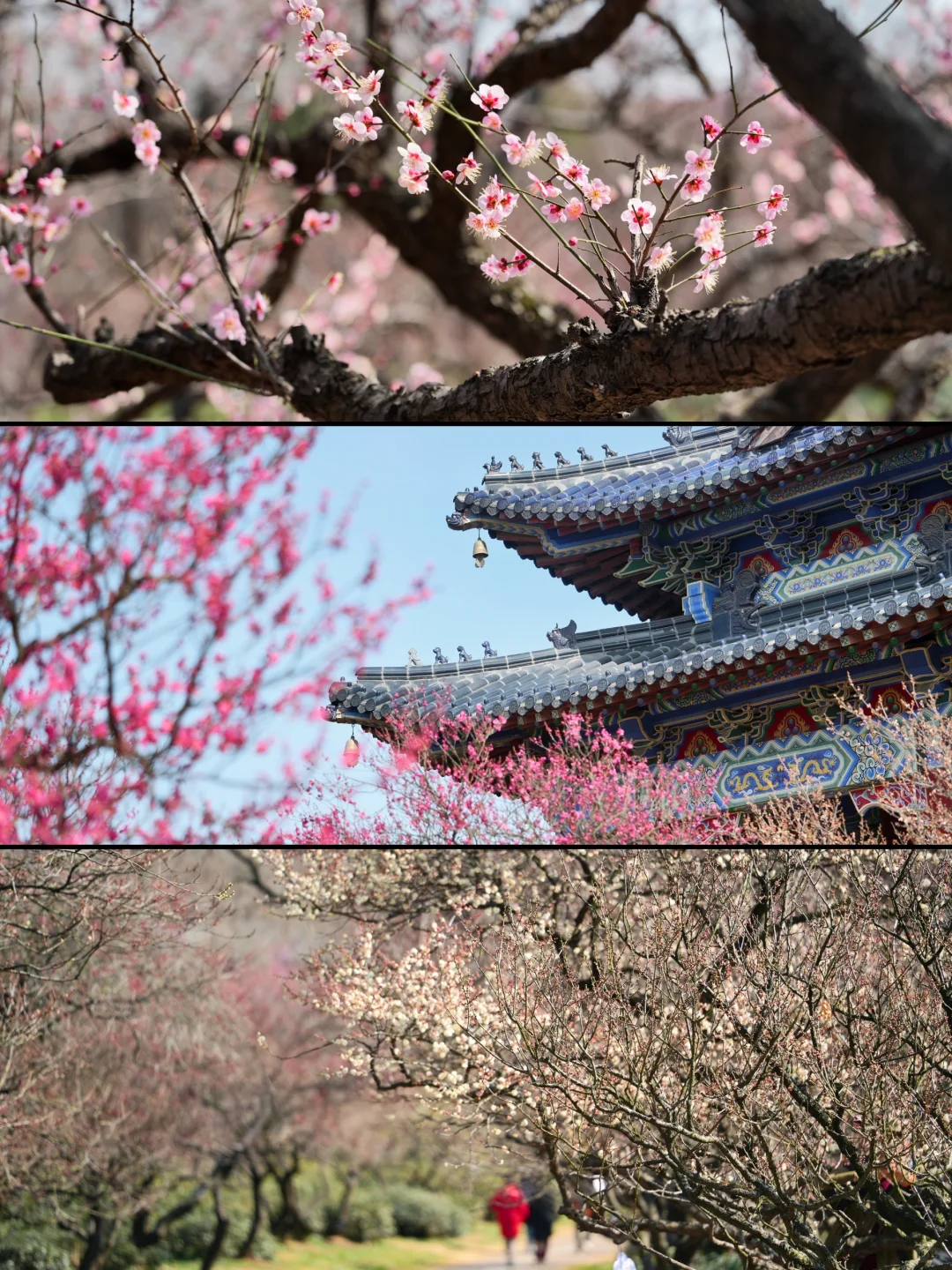 2.6实拍‼️上春山，南京梅花山景色将上线