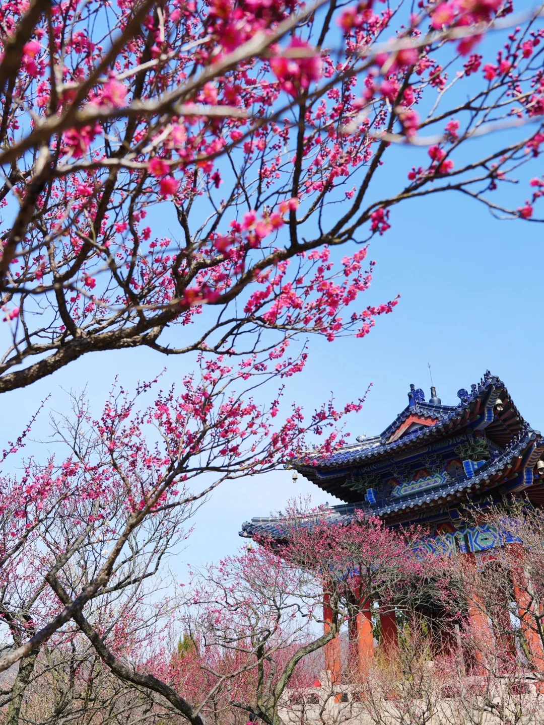 2.6实拍‼️上春山，南京梅花山景色将上线