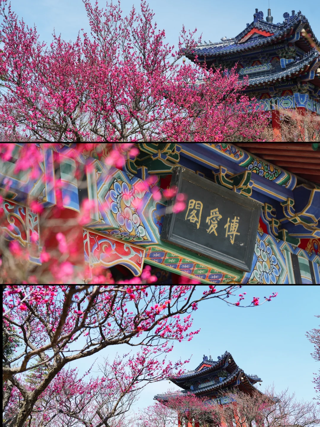 2.6实拍‼️上春山，南京梅花山景色将上线