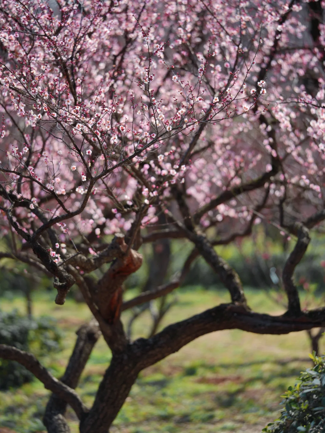 2.6实拍‼️上春山，南京梅花山景色将上线