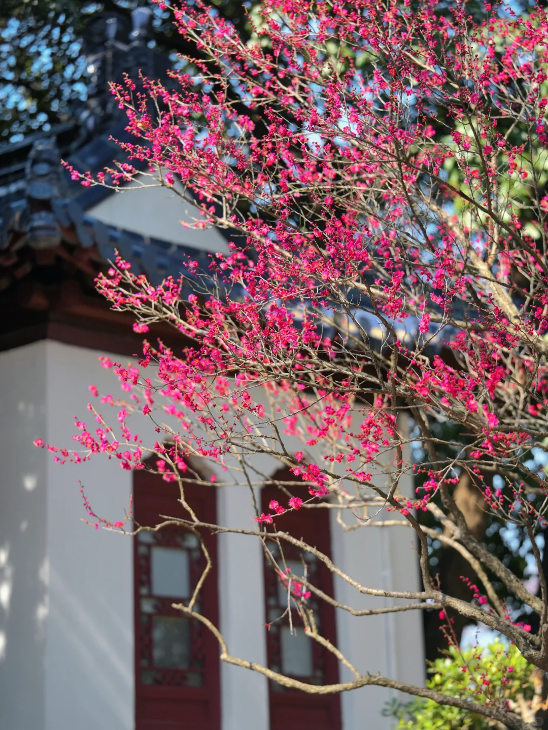 2.6实拍‼️上春山，南京梅花山景色将上线
