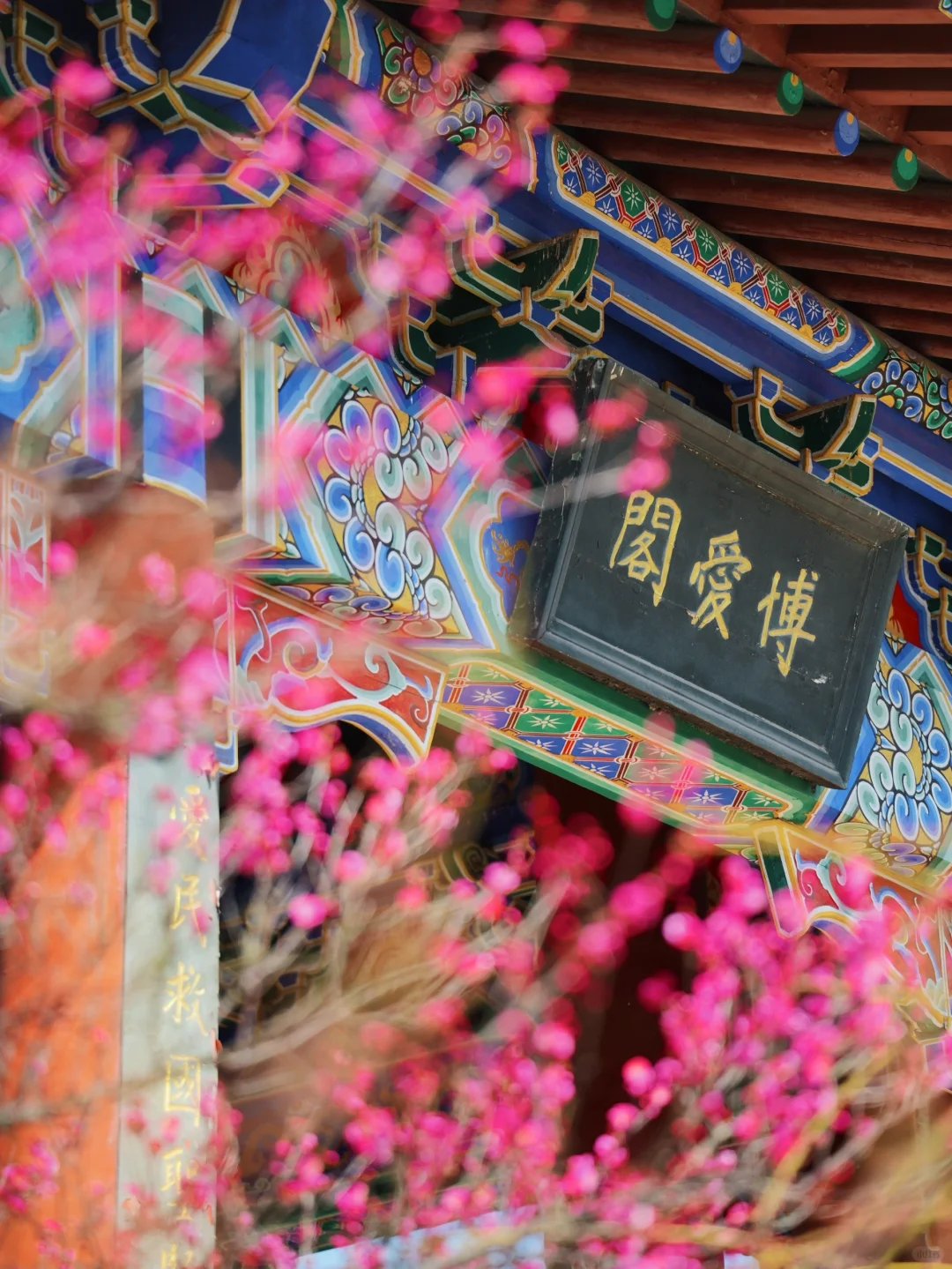 2.6实拍‼️上春山，南京梅花山景色将上线