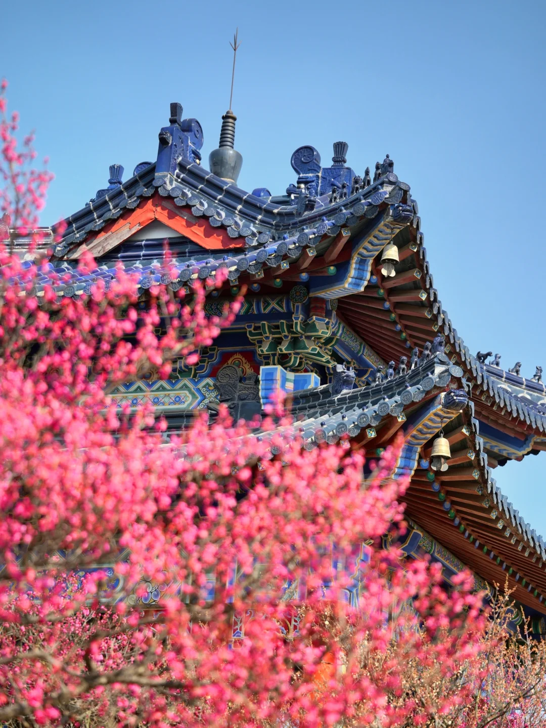 2.6实拍‼️上春山，南京梅花山景色将上线