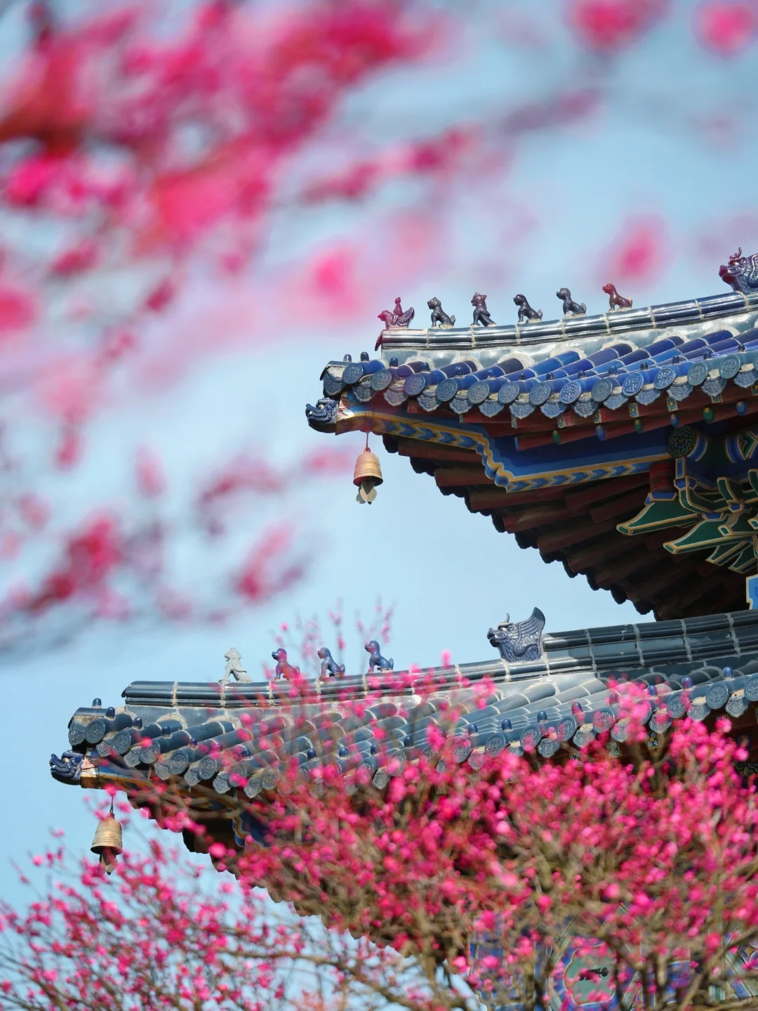 2.6实拍‼️上春山，南京梅花山景色将上线