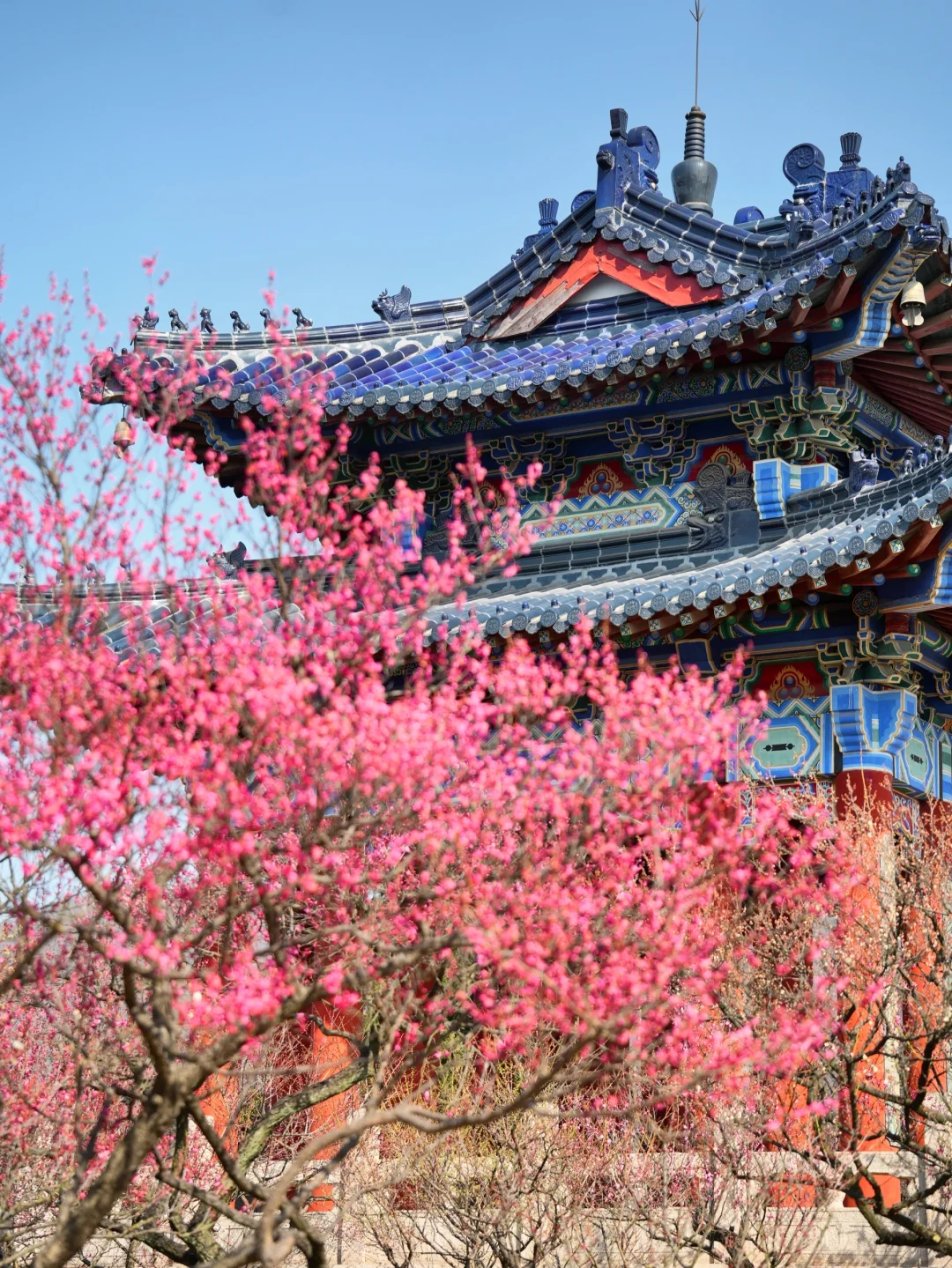 2.6实拍‼️上春山，南京梅花山景色将上线