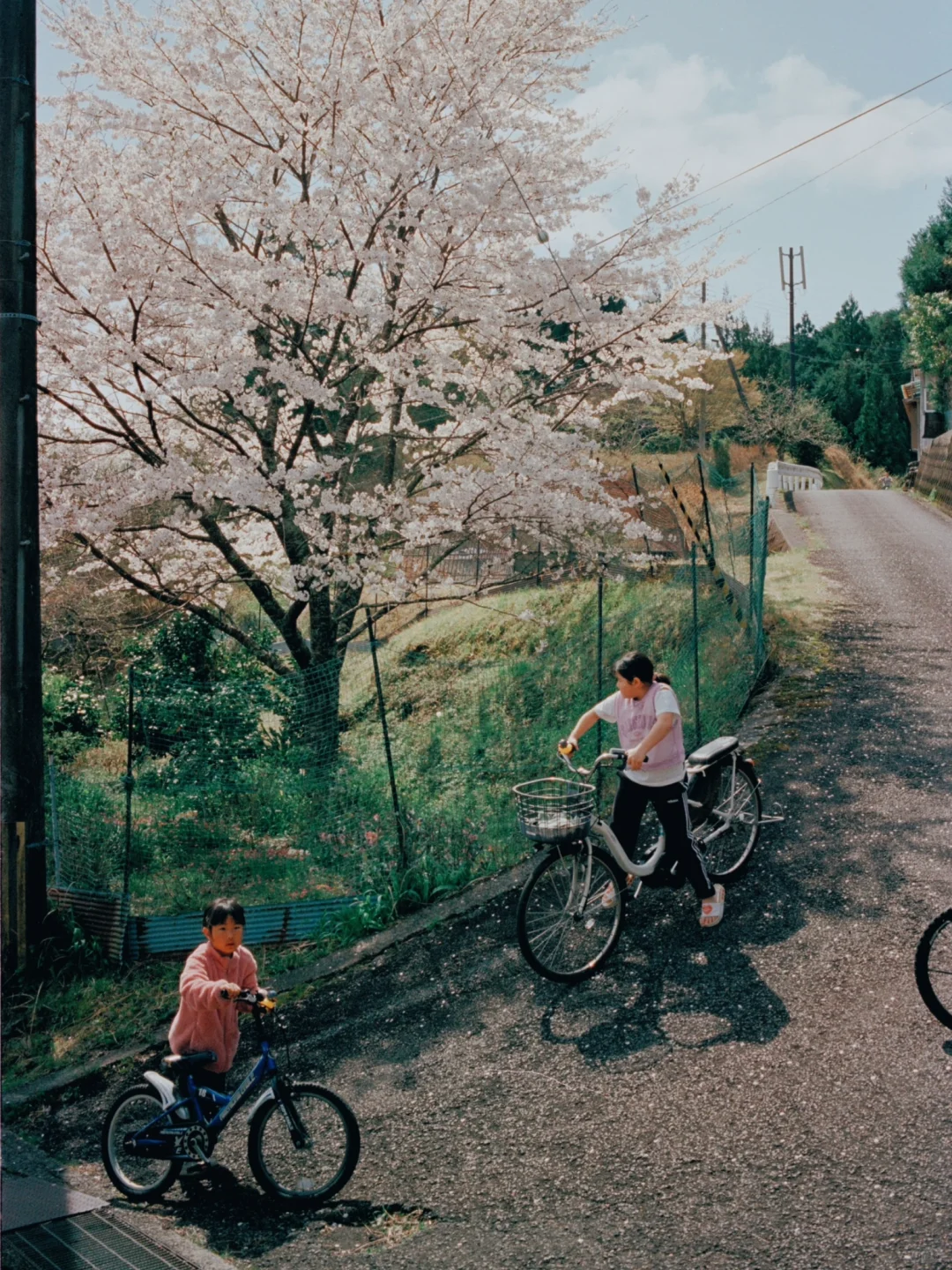 熊野古道樱花季精华路线🌸千年古道邂逅落樱