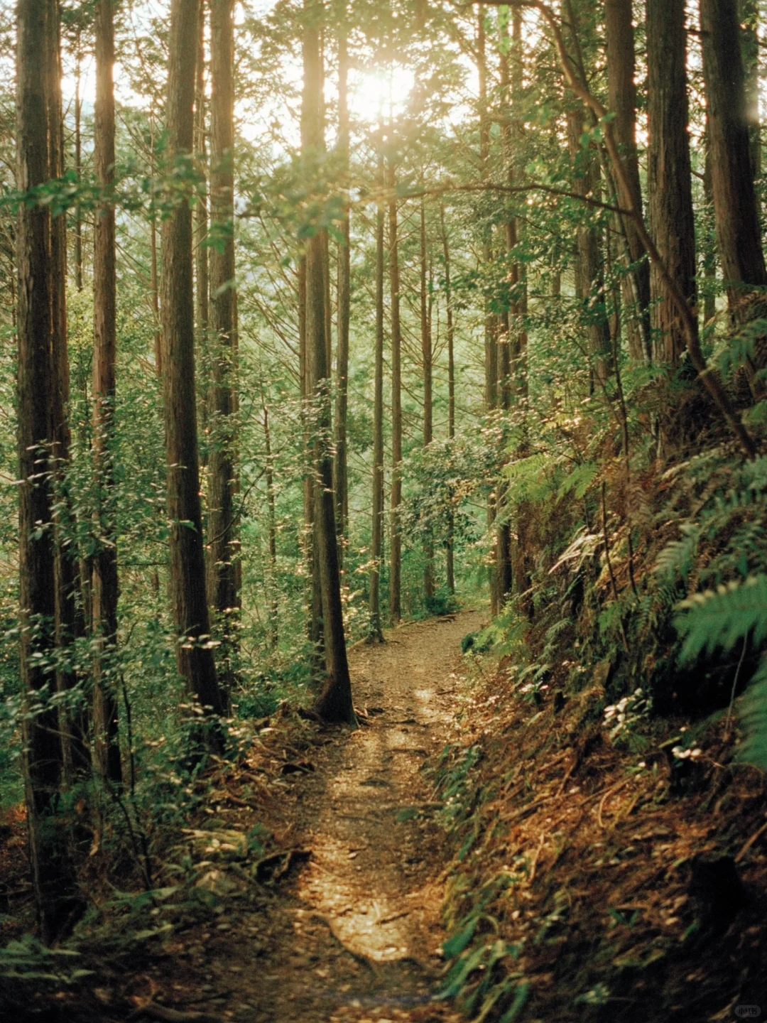 熊野古道樱花季精华路线🌸千年古道邂逅落樱
