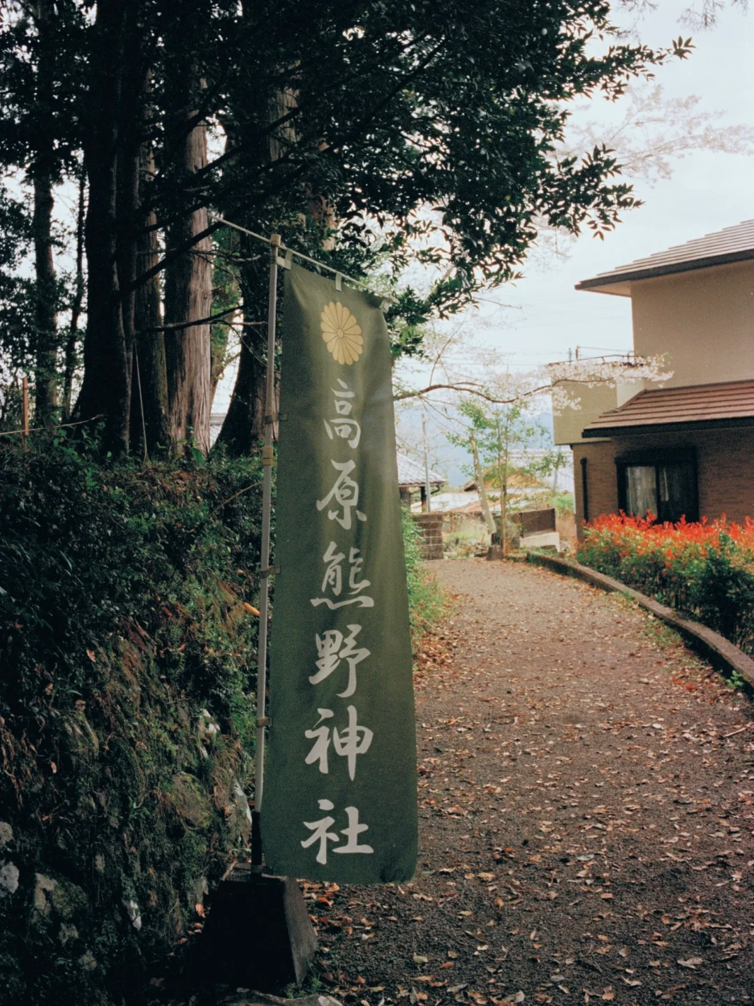 熊野古道樱花季精华路线🌸千年古道邂逅落樱