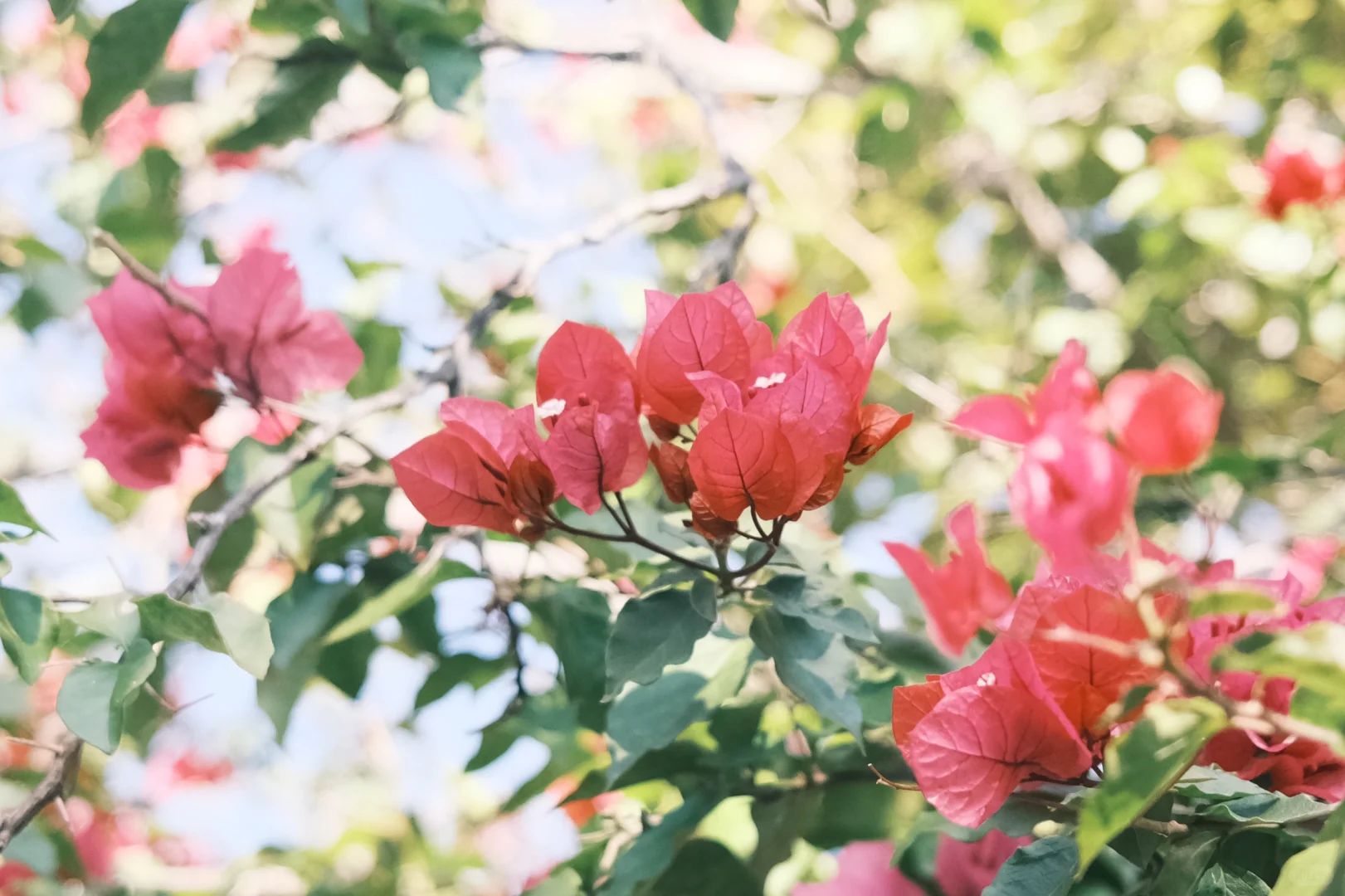腾冲 | 和顺古镇吸氧指南🌳