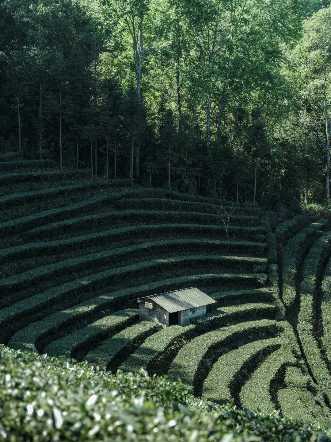 🌿穿越千年！普洱茶马古道周末游攻略📸