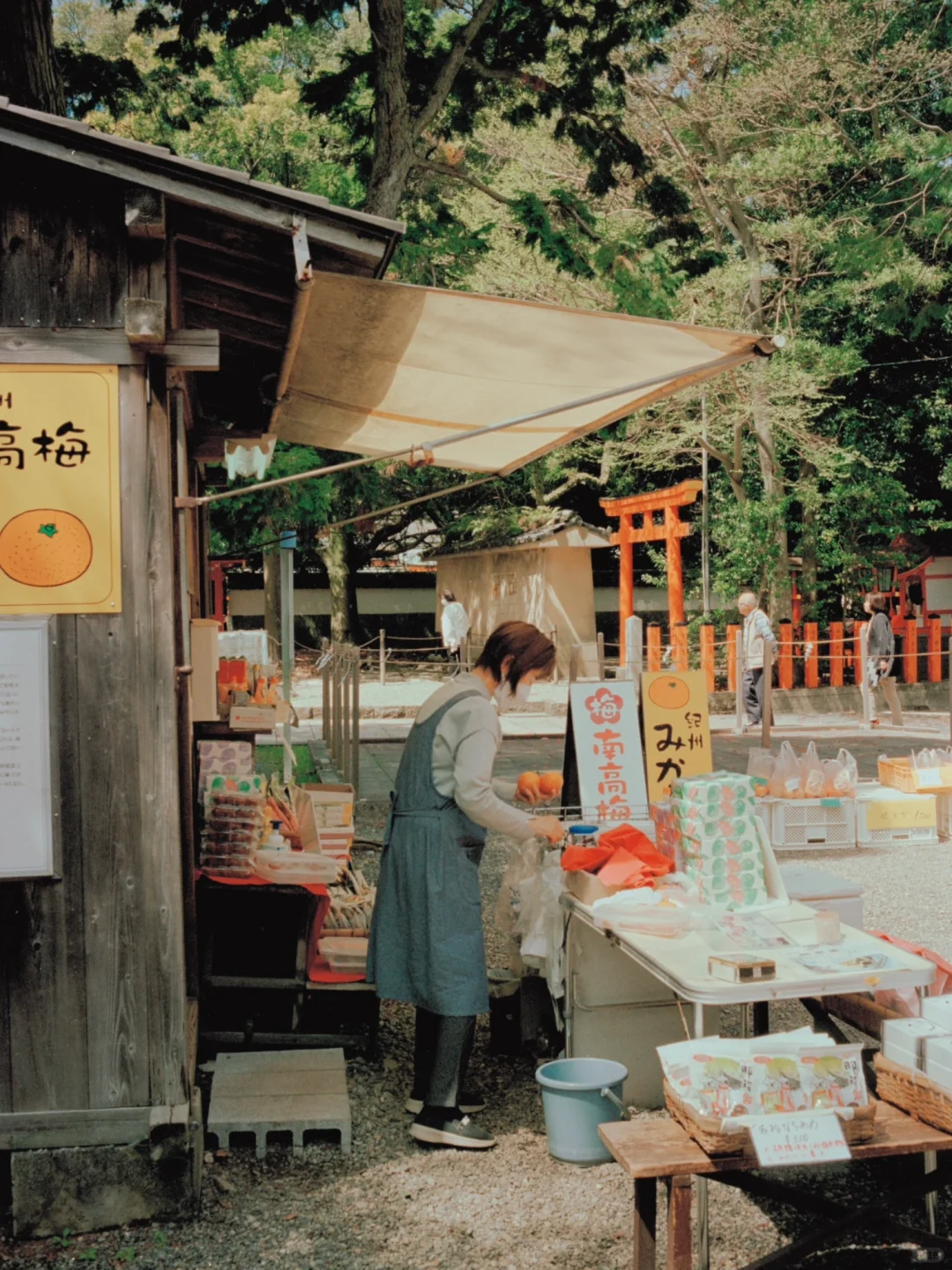 熊野古道樱花季精华路线🌸千年古道邂逅落樱