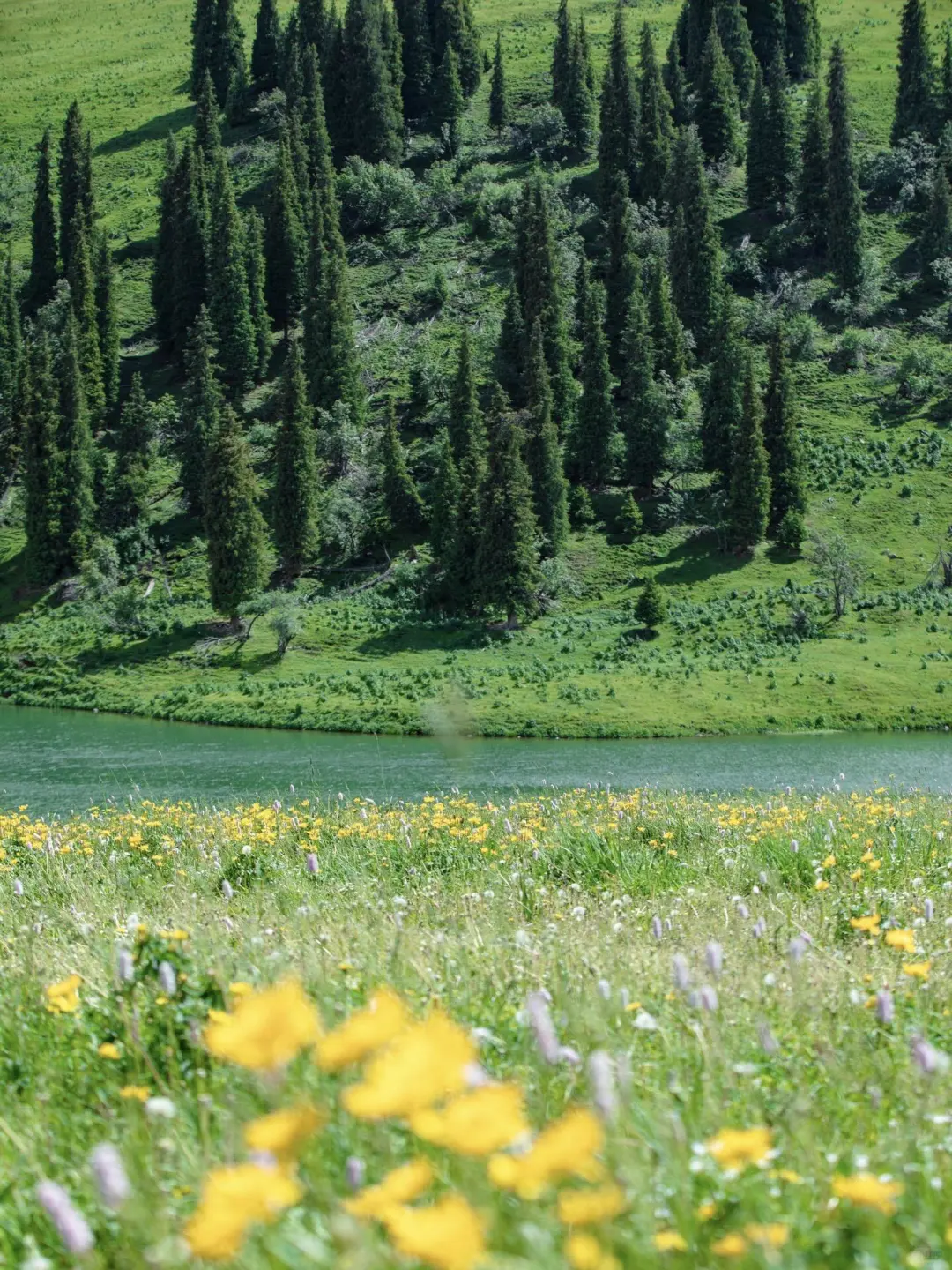 6-8月千万别去新疆伊犁！真的后劲大过失恋