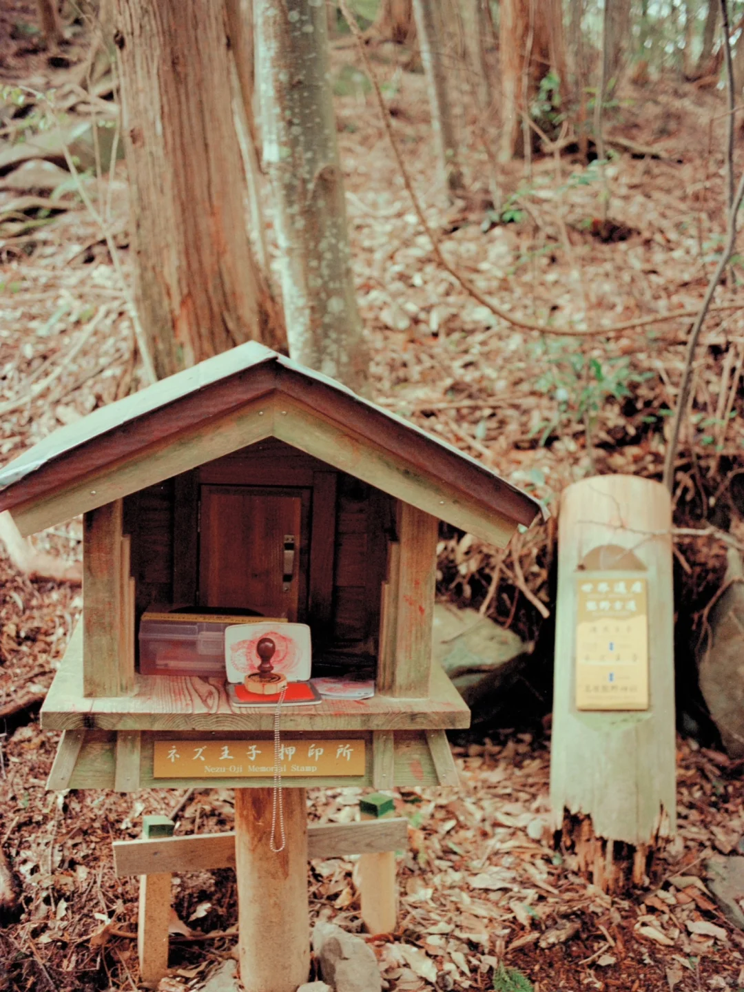 熊野古道樱花季精华路线🌸千年古道邂逅落樱