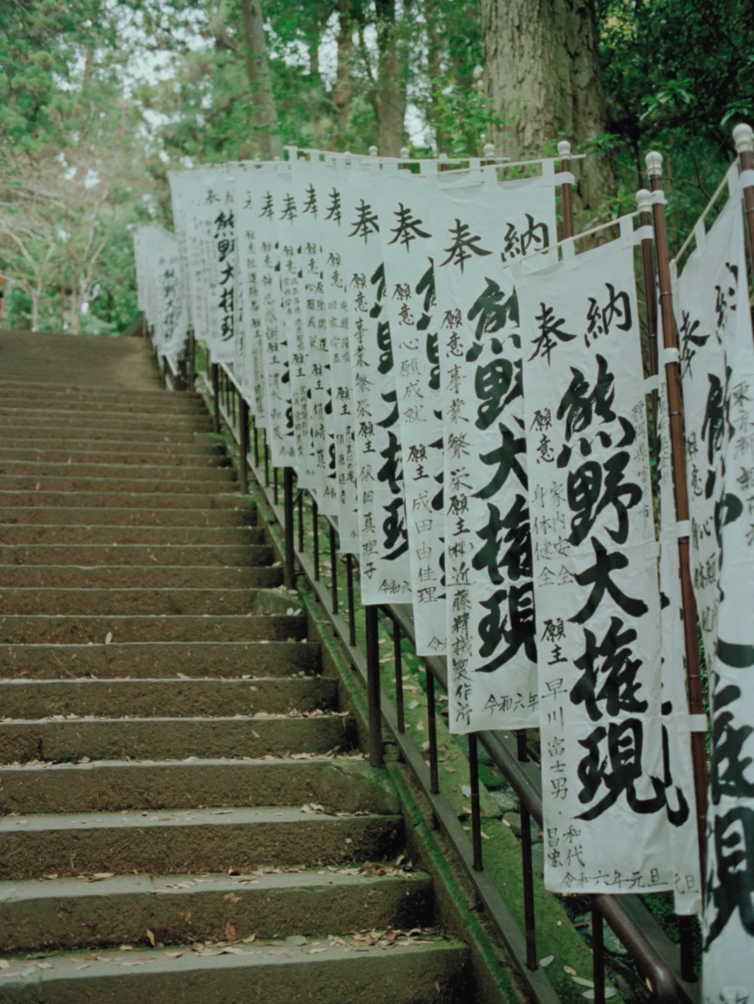 熊野古道樱花季精华路线🌸千年古道邂逅落樱