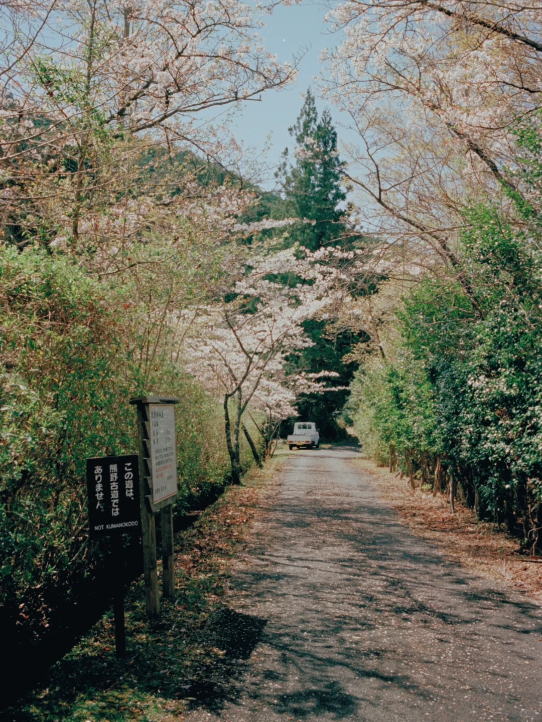 熊野古道樱花季精华路线🌸千年古道邂逅落樱
