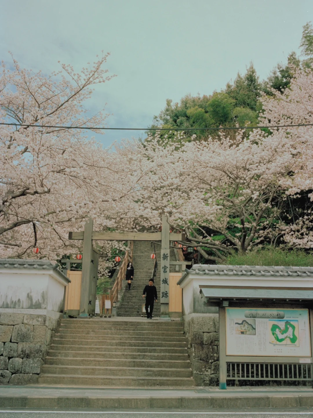 熊野古道樱花季精华路线🌸千年古道邂逅落樱