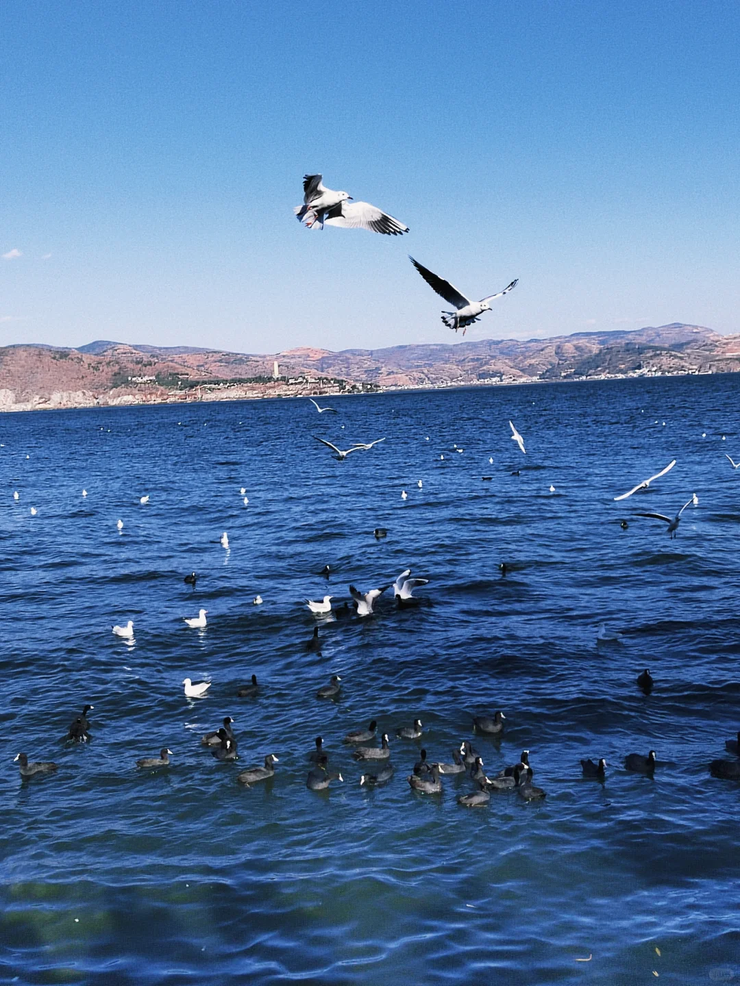 大理📍3天2晚旅游攻略 （懒人照抄！😭