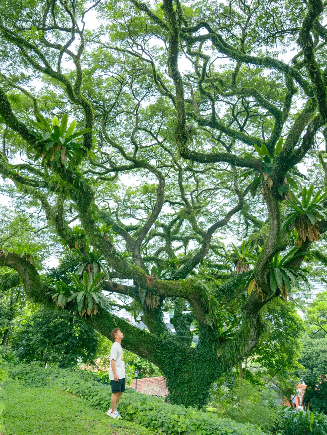 为了这18张照片…我特意飞趟新加坡✈️值得么