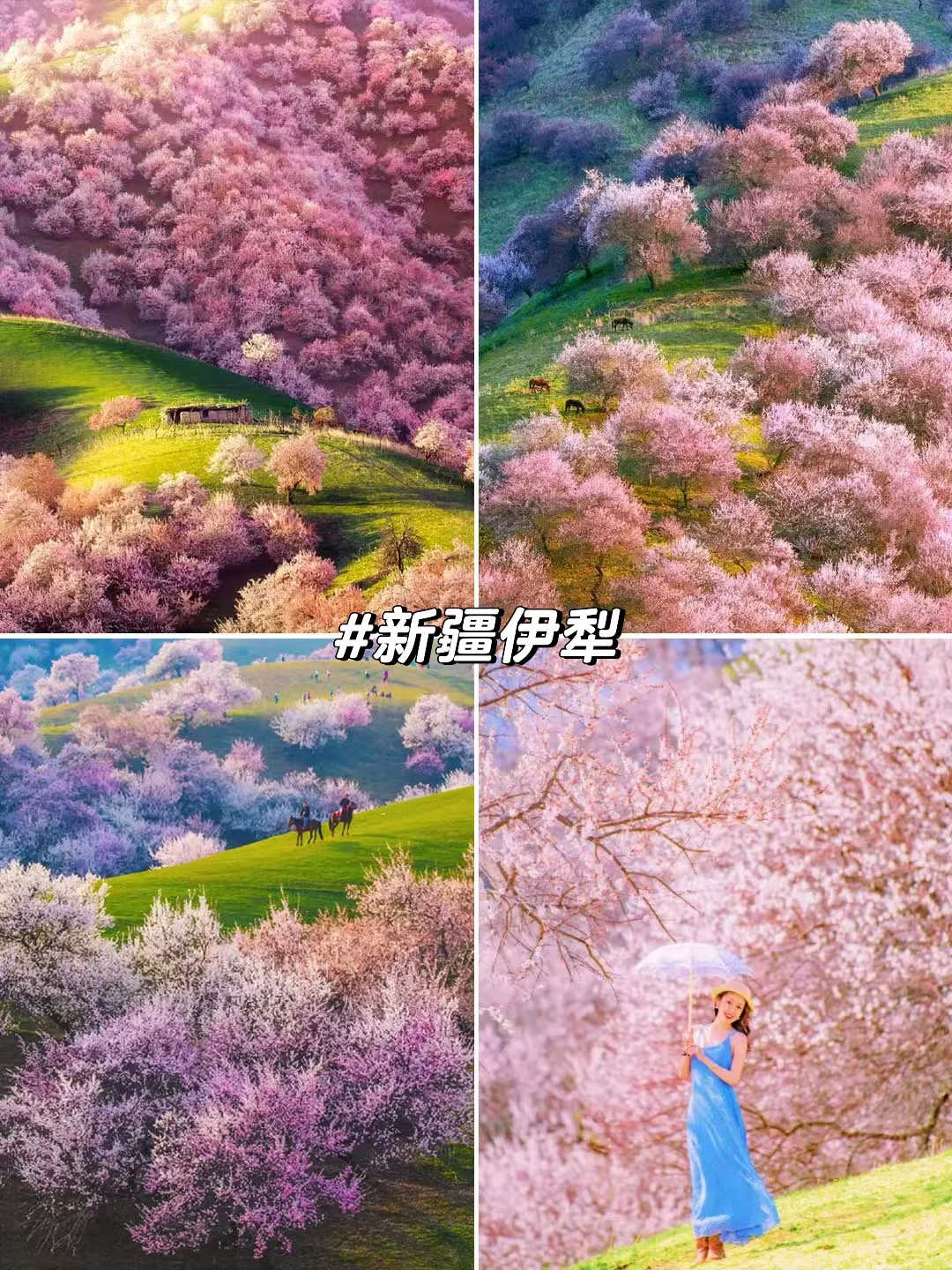 旅游推荐！接下来的3-4月是无数次的春和景明