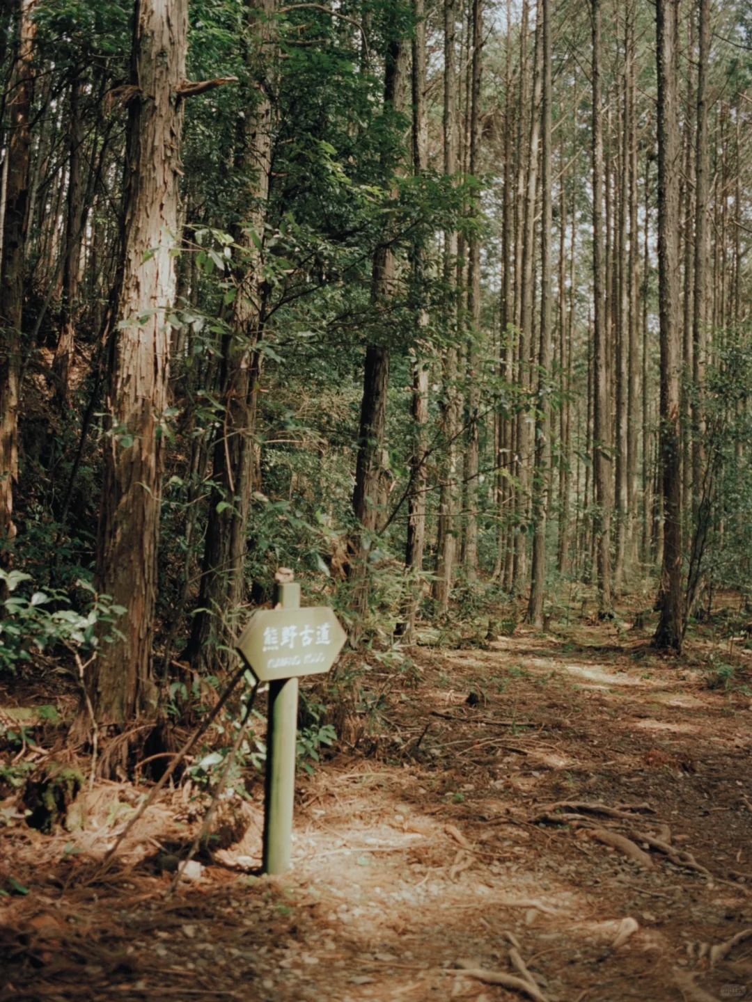 熊野古道樱花季精华路线🌸千年古道邂逅落樱