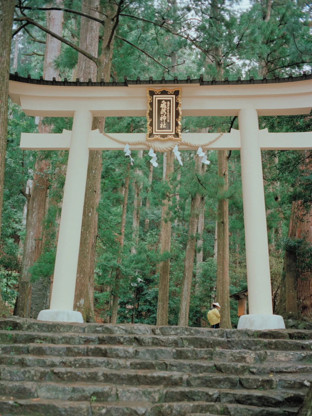 熊野古道樱花季精华路线🌸千年古道邂逅落樱