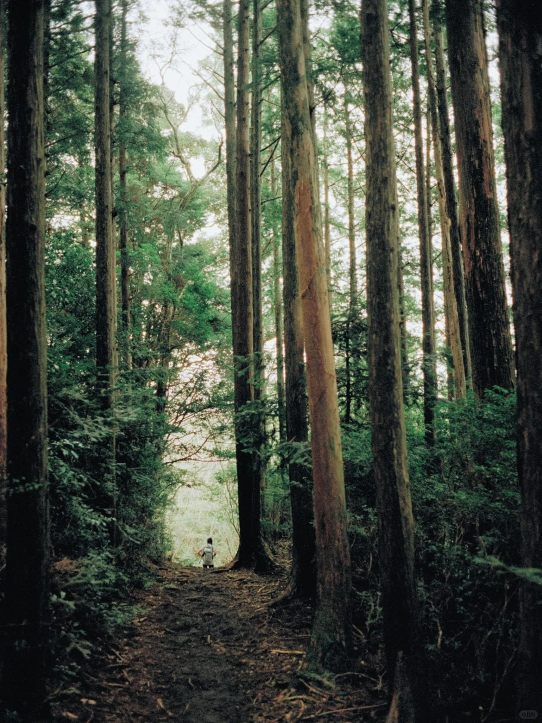 熊野古道樱花季精华路线🌸千年古道邂逅落樱