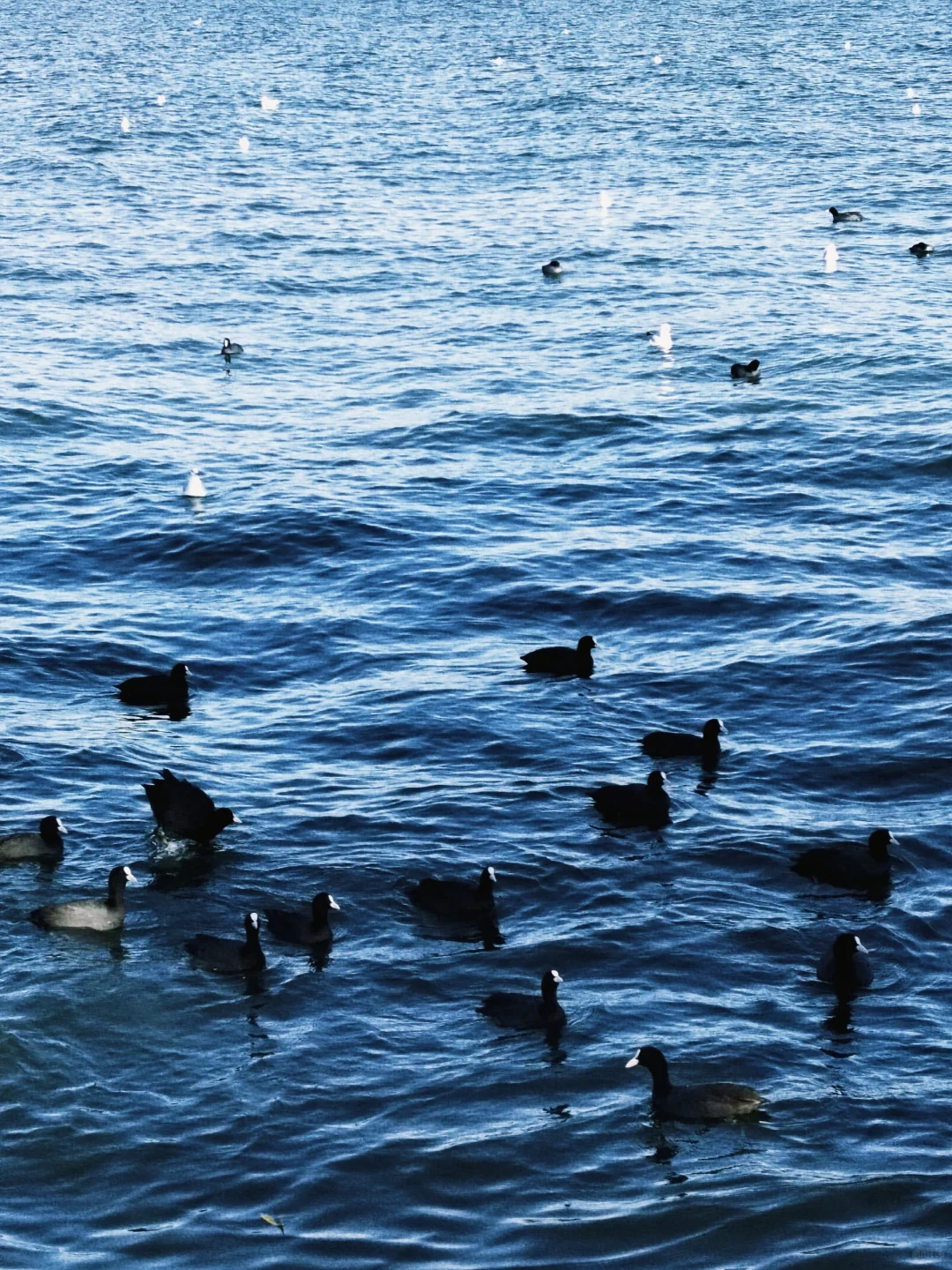 大理📍3天2晚旅游攻略 （懒人照抄！😭