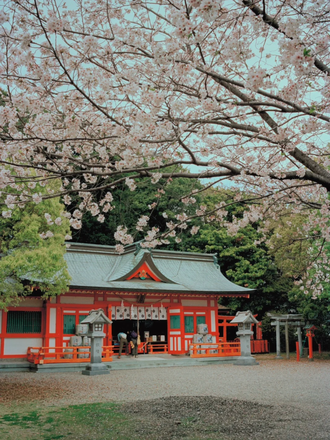 熊野古道樱花季精华路线🌸千年古道邂逅落樱